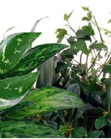 Plant 75 Plant 75 - Fresh green plant Designers choice $75 Live green plant Designer's choice blooming plants Fresh and beautiful best choice for long lasting arrangement. #liveplant #blowinggarden #Europeangarden #dishgarden #celabatefall #autumn #getwell #google #thankful #thankyou #hostessgift #backtoschool #stayathome #covit19 #Quarantine #google #facebook #youtube #translate #circleback #ftd #fromyouflowers