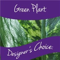 Plants 2 Plants 2 - $39.95 designers choice green plant