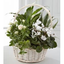 Plant 7 Plant 7 - Collection of green and seasonal blooming plants in a basket for any occasion