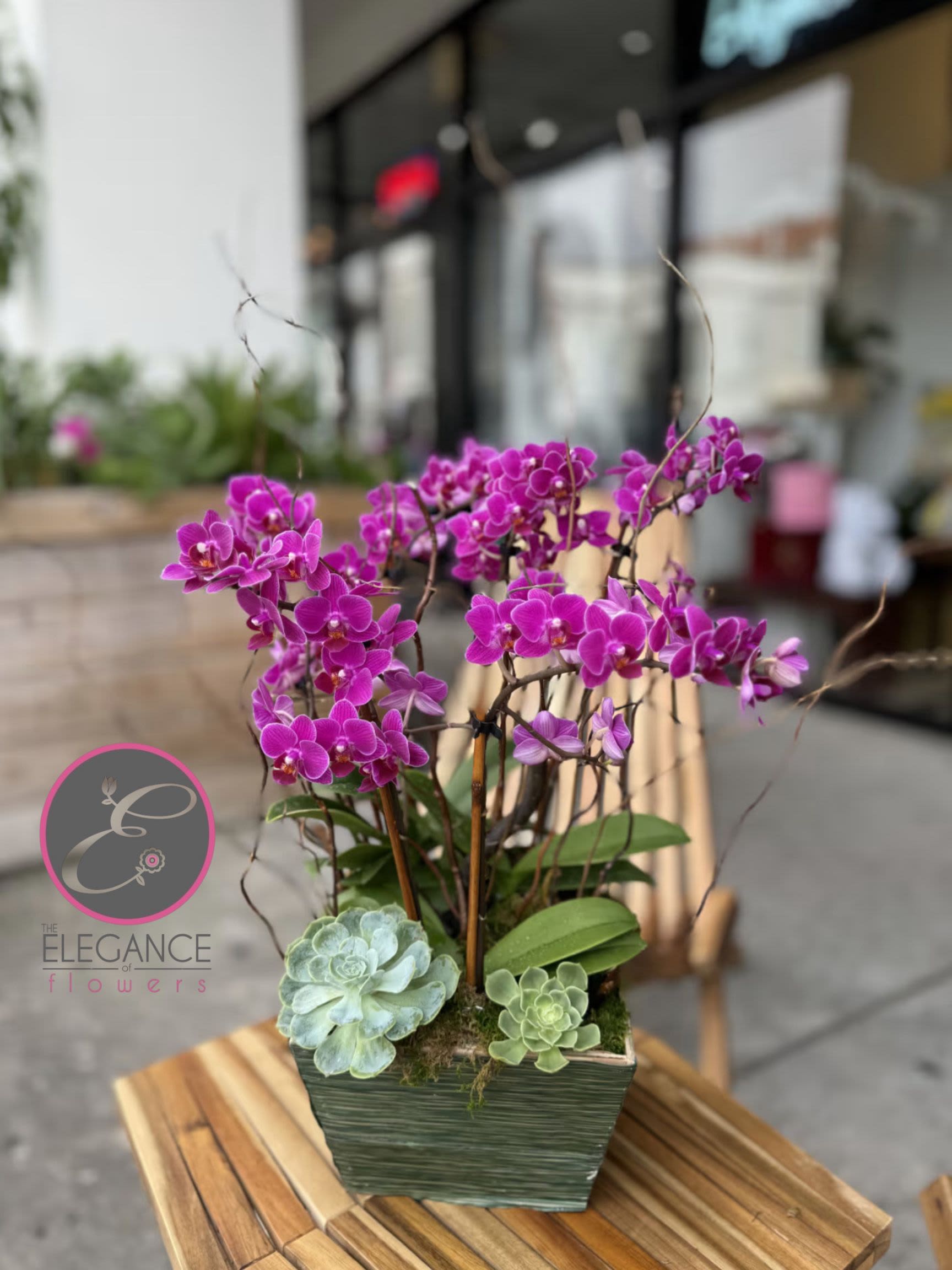 Mini Orchid Arrangement #9 Mini Orchid Arrangement #9 - N/A