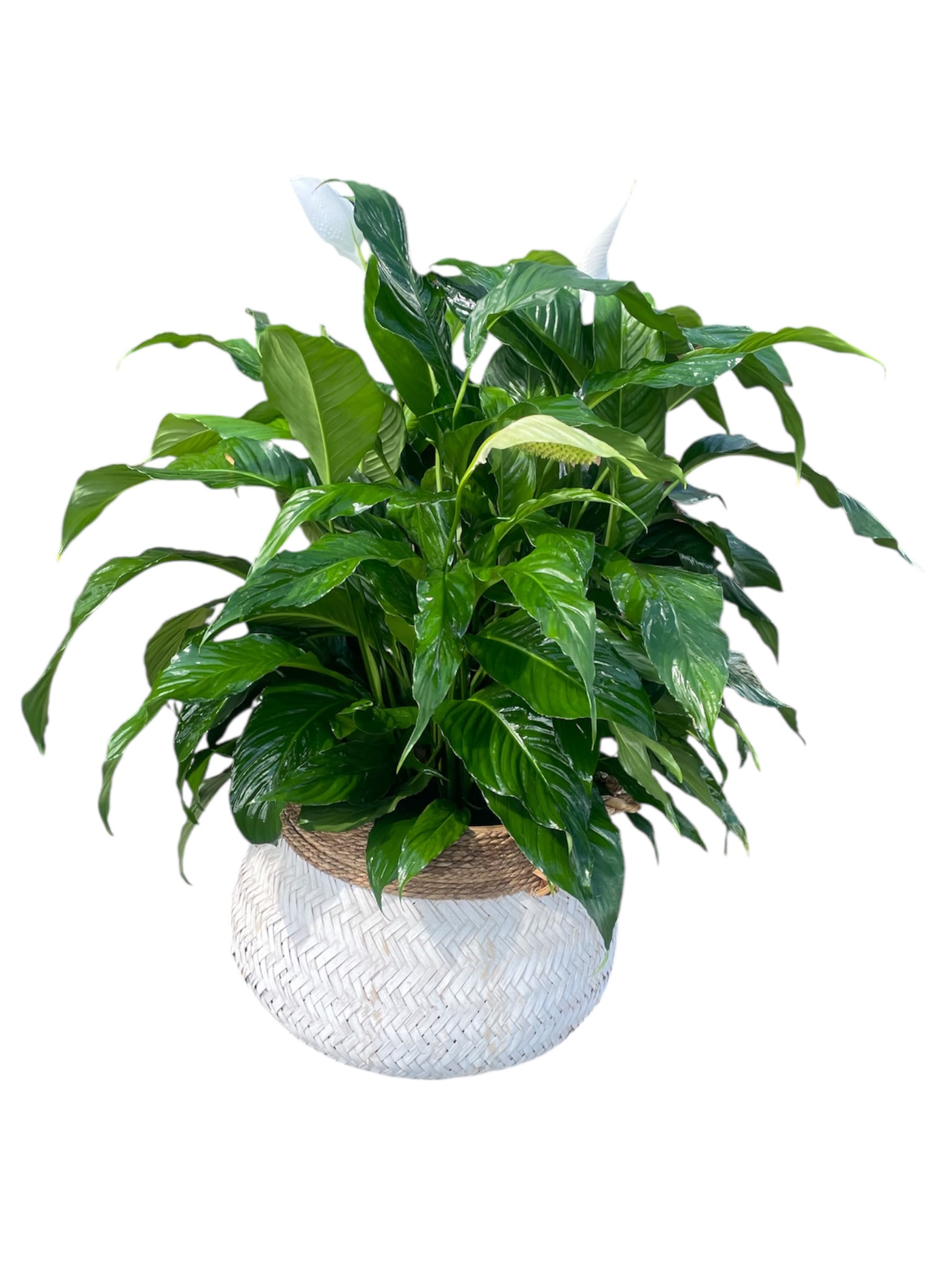 Peace Lily - Spathiphyllum Peace Lily - Spathiphyllum - Nestled in a timeworn basket, the Peace Lily (Spathiphyllum) radiates quiet elegance and resilience. Its lush, emerald leaves and delicate white blooms contrast beautifully with the soft frays and faded texture of the basket, creating a scene that feels both grounded and serene.