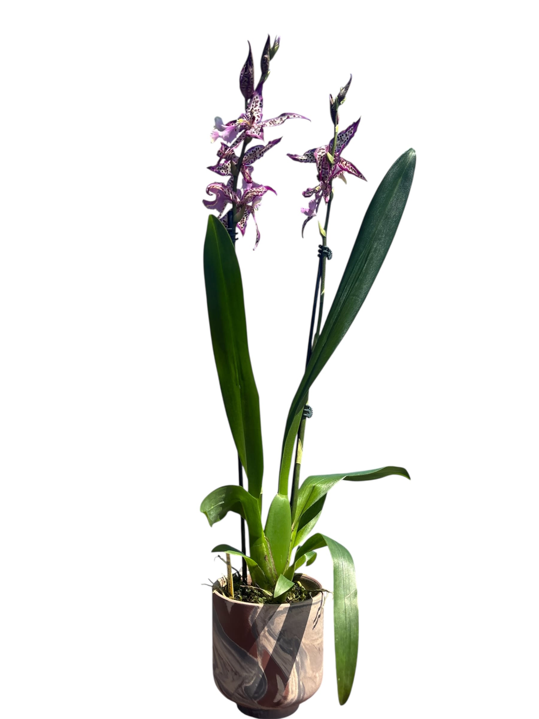 Bllra. Marfitch 'Howard's Dream Bllra. Marfitch 'Howard's Dream - A showstopper in any setting, the Brassolaeliocattleya Marfitch 'Howard's Dream' orchid bursts with dramatic flair and refined beauty. Blooms: Deep violet to royal purple flowers with ruffled edges and a velvety texture, exuding richness and mystery.
