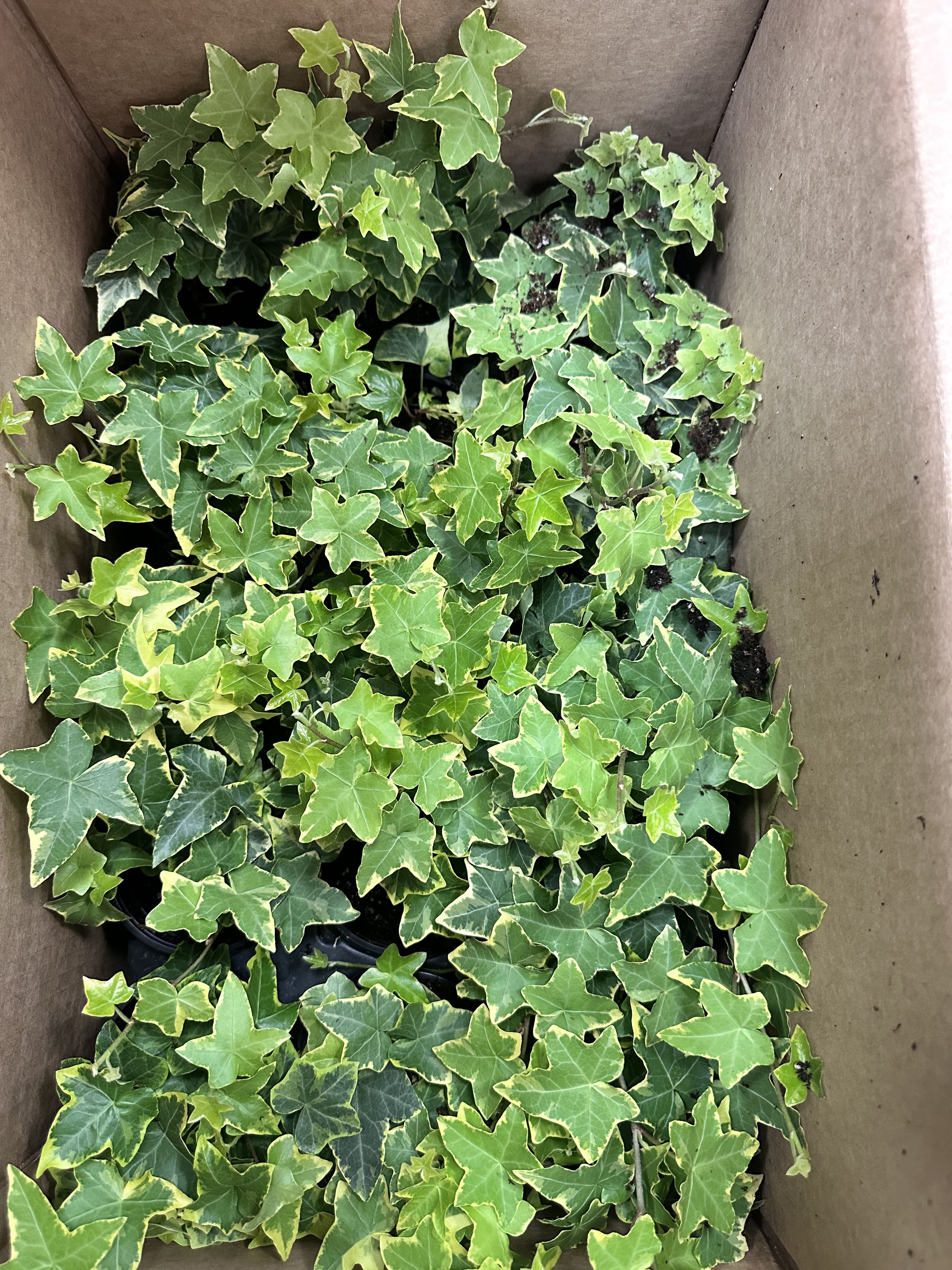 Ivy Yellow Variegated - Light : Medium Indirect lights. Water: water when soil completely dried out. Pet Safe : No