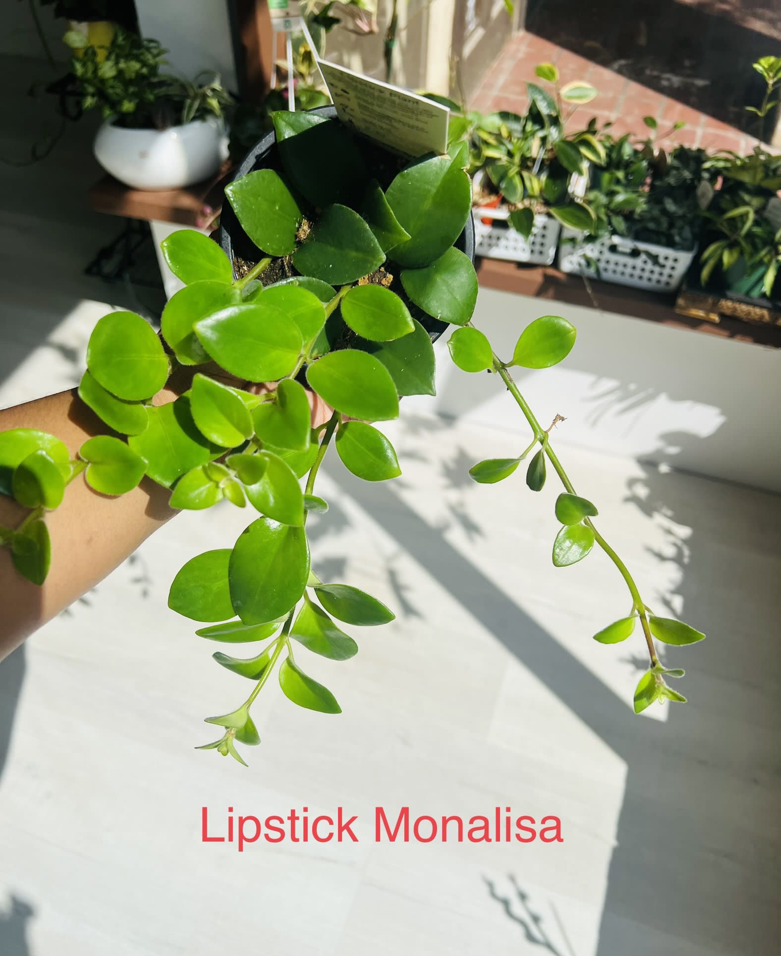 Lipstick Monalisa Lipstick Monalisa - It’s a nice house plant and get nice bloom Light: Bright indirect light Water: Water when the soil is dry Pet Friendly: Yes