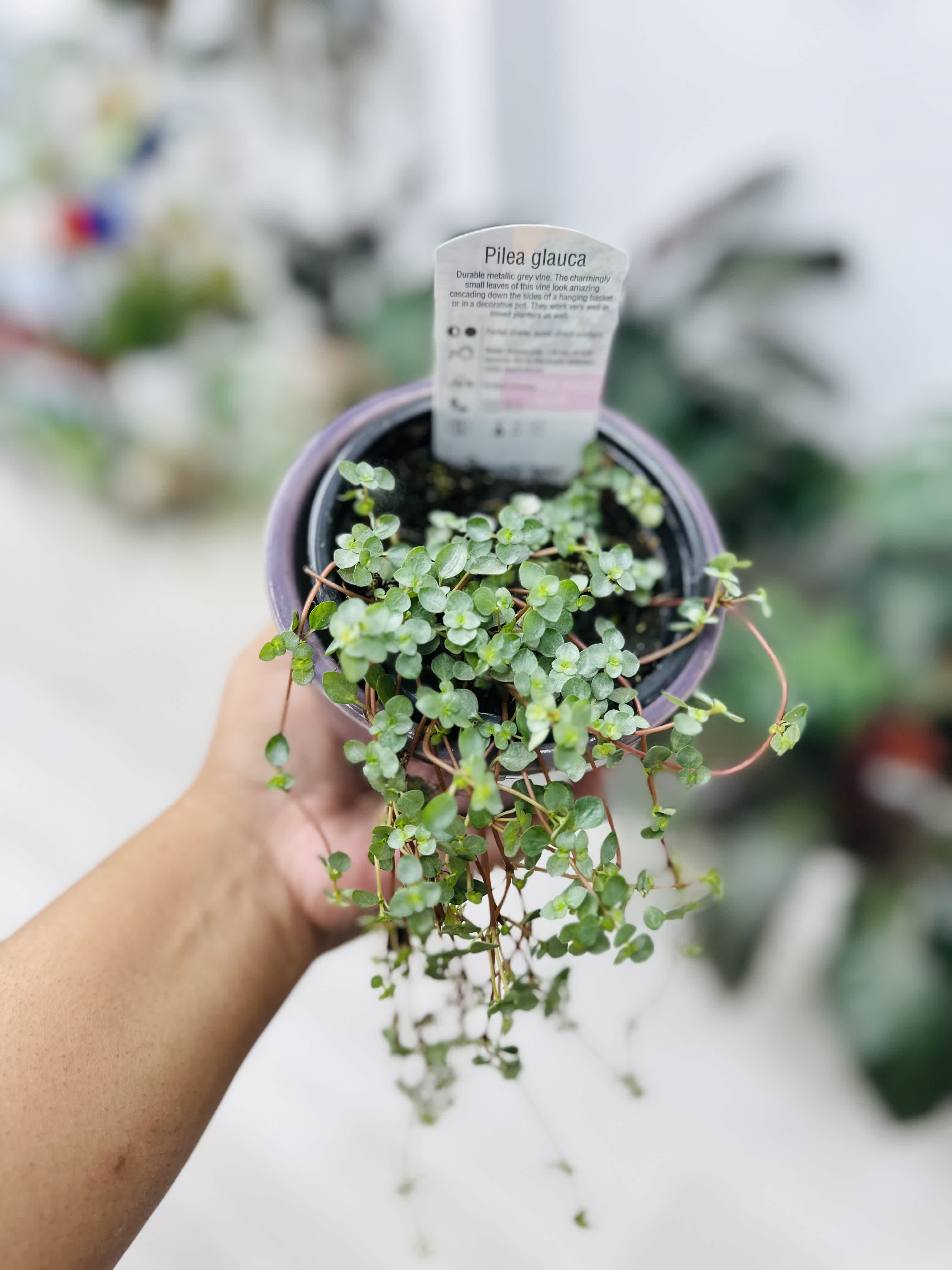  Pilea Sau Paulo - Light : Prefer bright indirect light Water : watering when soil almost dried out Pet Safe : yes