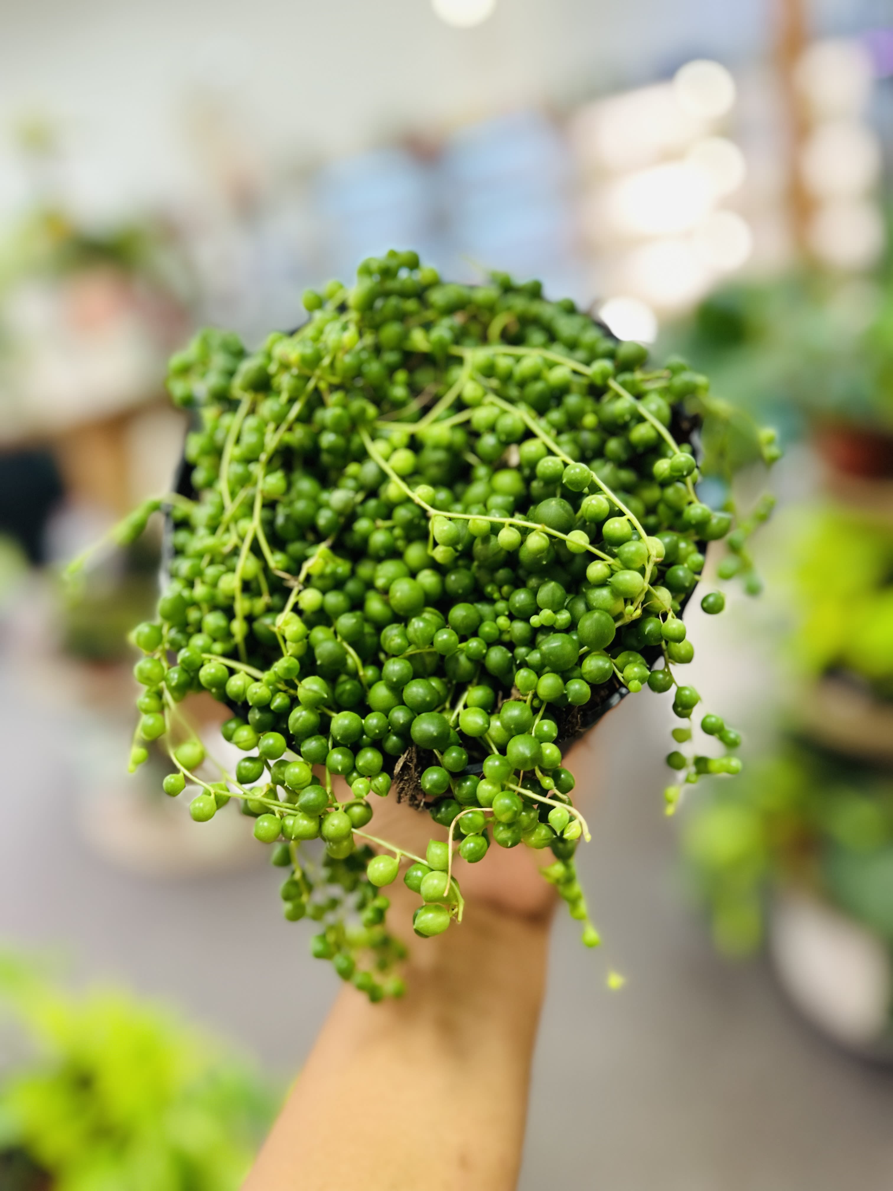 String of Pearls String of Pearls - The string of pearls is a delicate hanging succulent that thrives in a warm and dry environment. They are very easy to care for as indoor houseplants. Light: Needs to be placed in a spot where it can get at least 6 to 8 hours of bright, indirect sunlight per day. Water: String of Pearls are very sensitive to overwatering, so make sure that you give them just enough water. The recommended amount is once every week. Pet Friendly: No