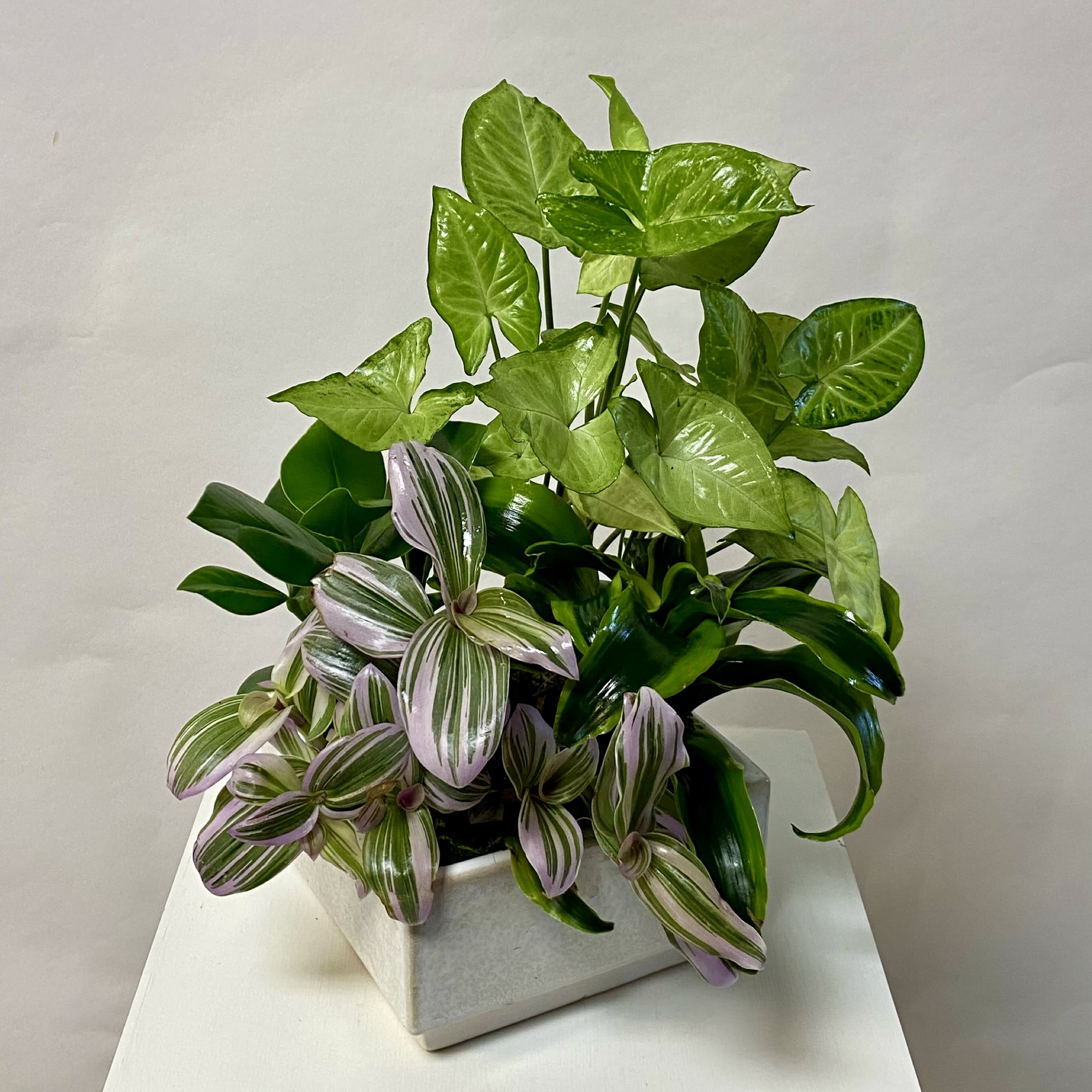 Plant - 2152 - 4&quot; Plants in a Ceramic Container