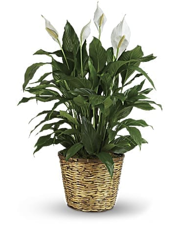 Simply Elegant Spathiphyllum - Simply Elegant Spathiphyllum - - When you want to make a big impression, sending a beautiful spathiphyllum that reaches almost 40" is practically heaven sent. With its glossy leaves and brilliant white blossoms, this plant is super easy to care for. At the same time, it cares for indoor environments as well, cleansing the air of several toxic elements. It's simply elegant and simply wonderful.