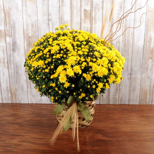 Fall Mum Planter Fall Mum Planter - Fall mum planter in a decorative container. Color and container may vary depending on availability.