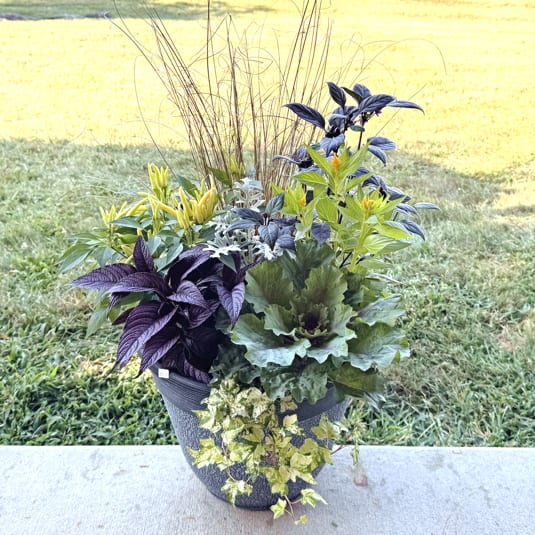 Fall Patio Planter Large Fall Patio Planter Large - Autumn mix of plants in a decorated container to brighten up your patio or porch. Plants vary for each planter but we will pick out the fullest and most appropriate planter.