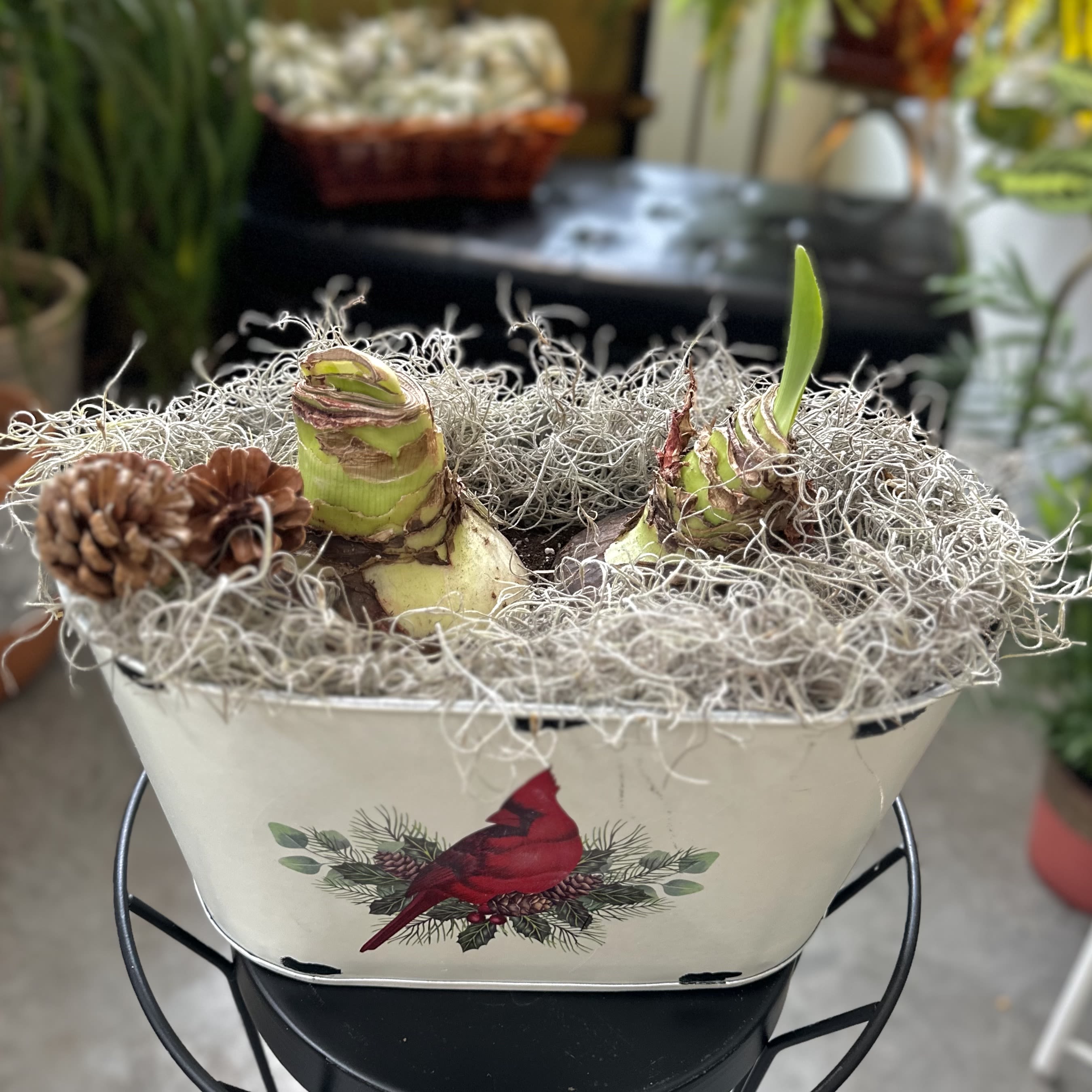 Cardinal Double Amaryllis Tin--Mixed Color *NOT YET IN BLOOM* - Watch it grow and bloom!  Amaryllis are rewarding, easy-care houseplants that brighten up a northern winter. This tin contains one red and one white amaryllis bulb  These jumbo bulbs are easy to grow and exuberant when they bloom. Pre-potted and ready to grow, all you need to provide is bright, indirect light, water, and a support stake for keeping the blooms upright. Most varieties will begin blooming six to eight weeks after planting. They are the perfect host or holiday gift that keeps giving all season long!