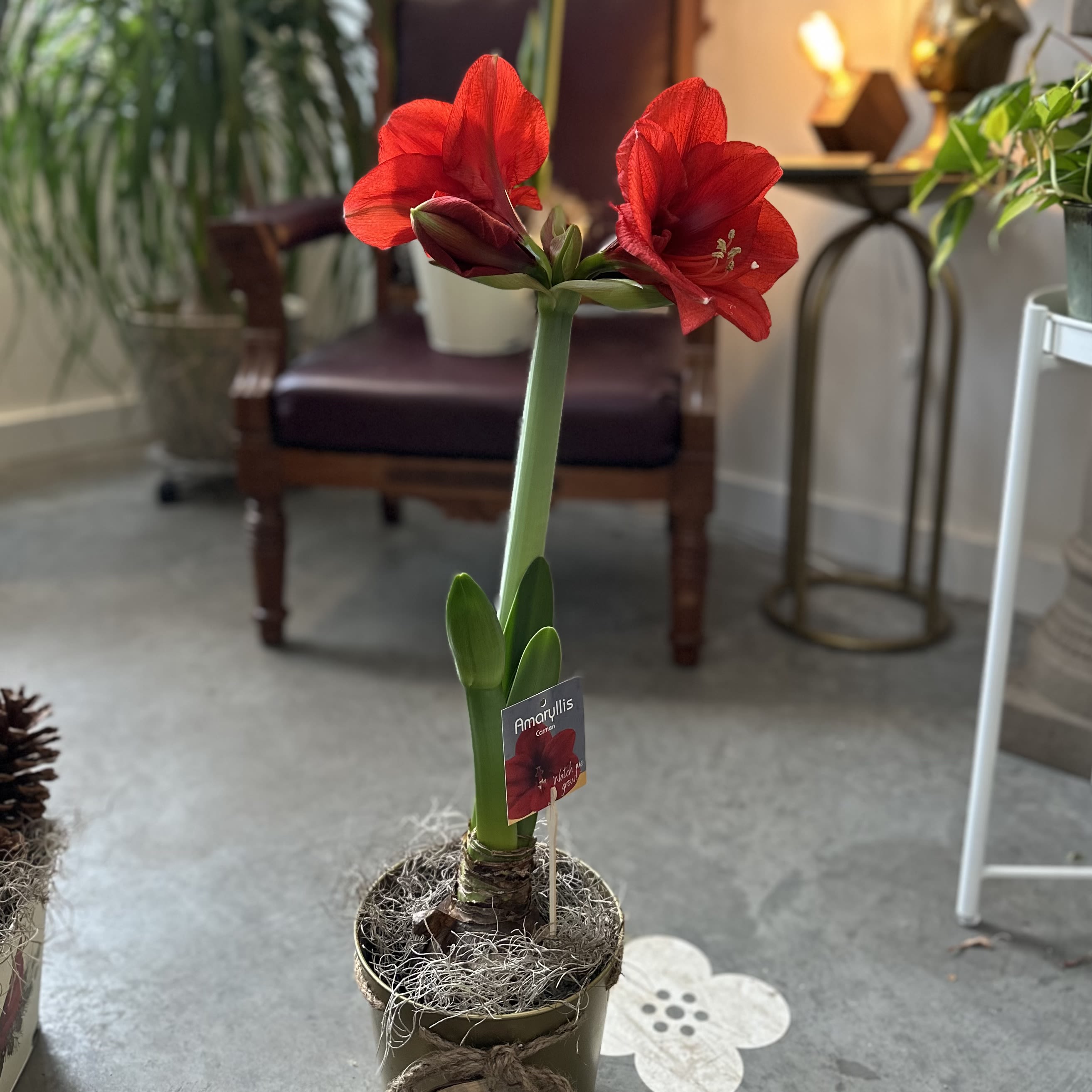 Joy Pot Amaryllis--Carmen  - Watch it grow and bloom!  Amaryllis are rewarding, easy-care houseplants that brighten up a northern winter. Carmen have a deep red bloom. Tin may be red or gold.  These jumbo bulbs are easy to grow and exuberant when they bloom. Pre-potted and ready to grow, all you need to provide is bright, indirect light, water, and a support stake for keeping the blooms upright (sometimes). 