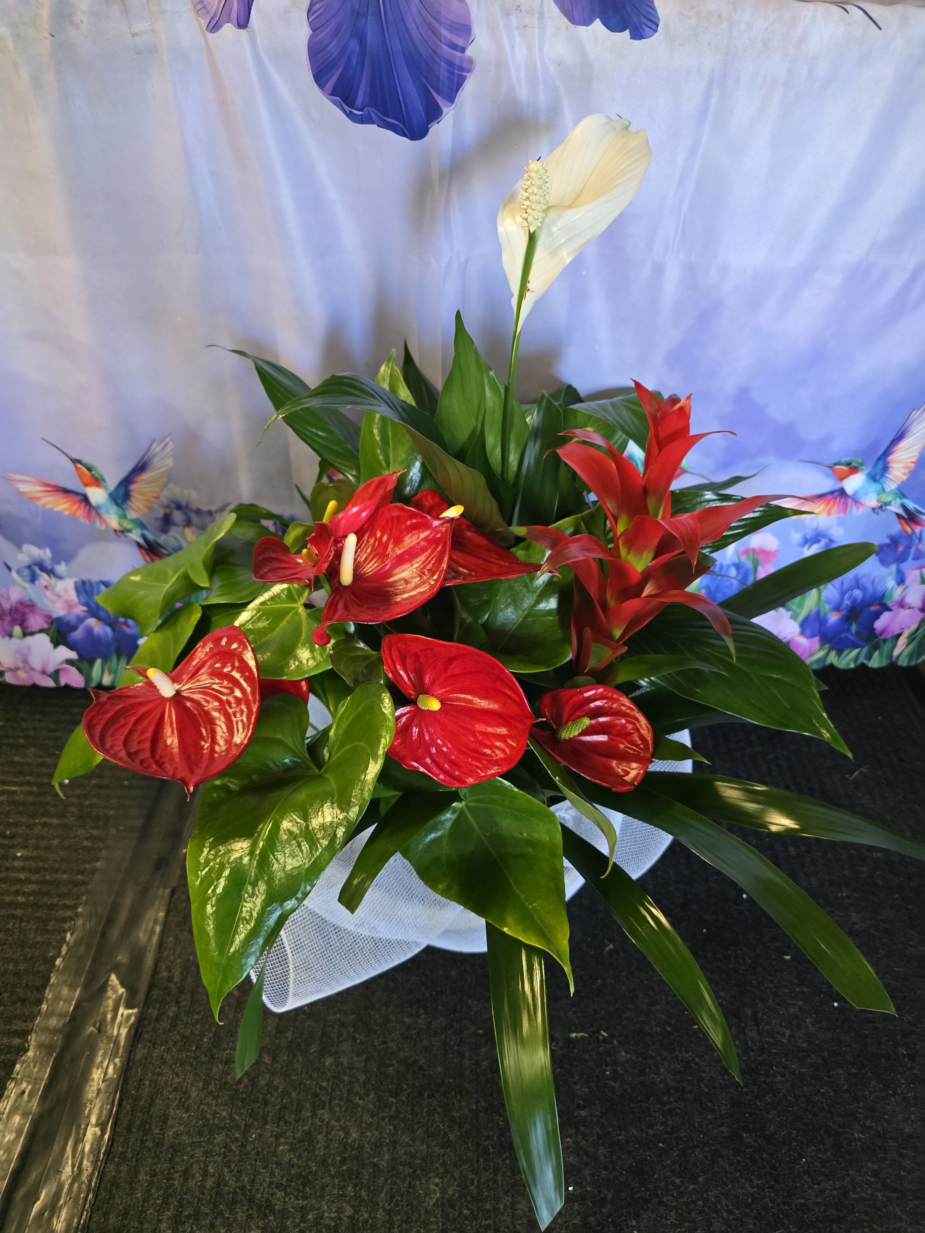 Anthurium, Bromeliaceae &amp; Spathyphyllium plant - Vibrant, long-lasting spathes in striking red color. Heart-shaped green foliage that complements any decor. Prefers bright indirect sunlight for optimal growth. Low maintenance, perfect for indoor environments. Dimension (Large) 12&quot; W x 24&quot; H