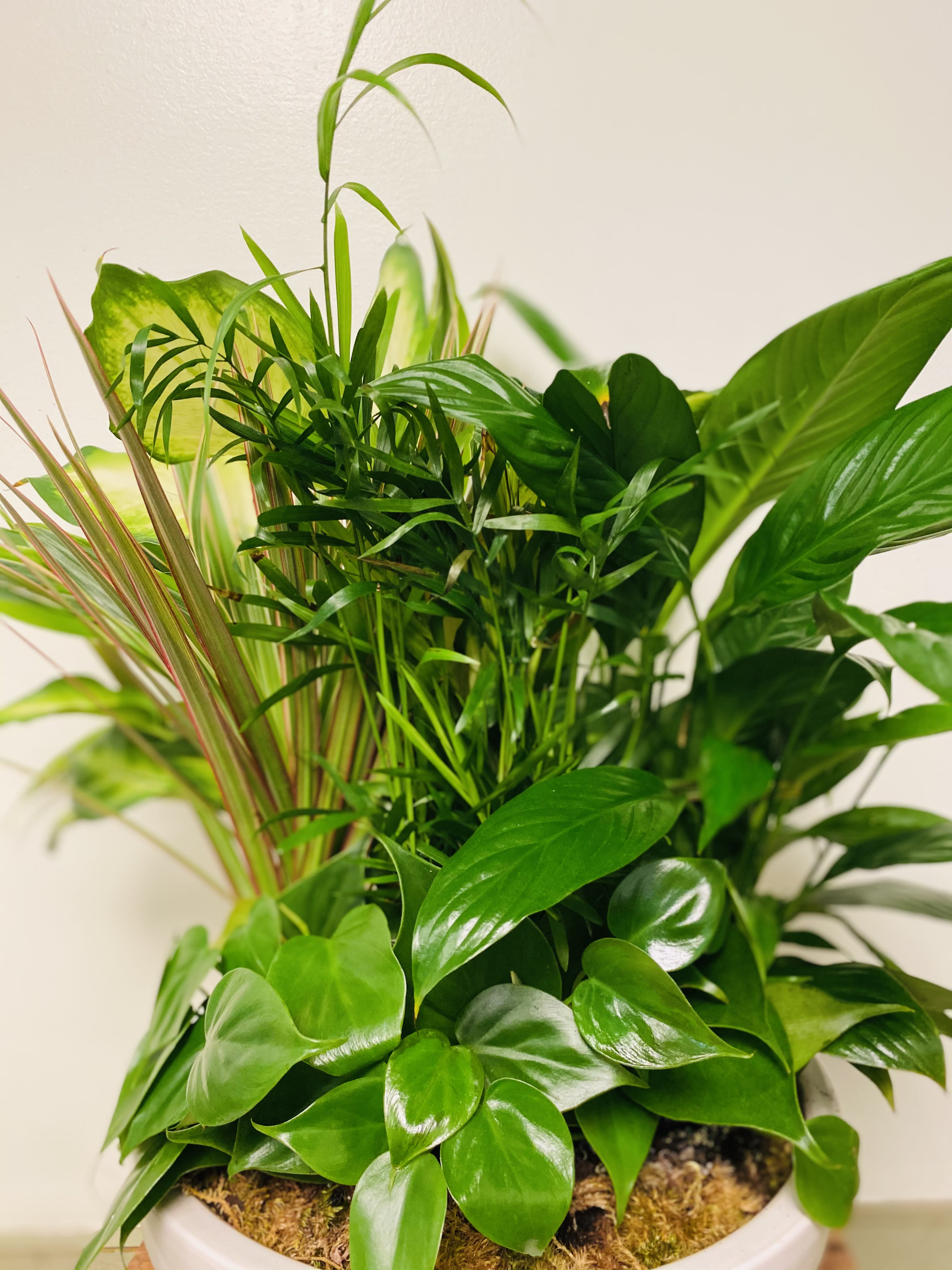 Large Dish Garden Large Dish Garden - A lovely array of easy to care for plants arranged in an attractive container. Makes a lasting impression! Container is 12".