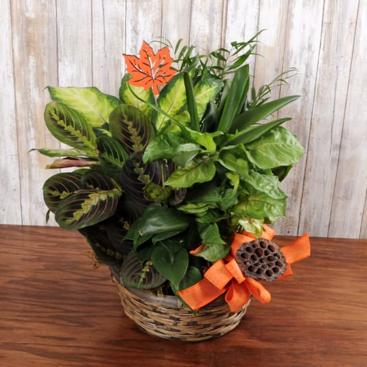 Fall Dishgarden Fall Dishgarden - Traditional dishgarden with many indoor plants in a wicker basket with autumn accents.