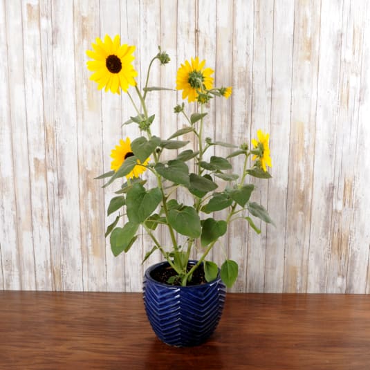 Sunflower Planter - Small - Sunfinity Sunflower that will keep on blooming in full sun.  Potted in a keepsake ceramic blue pot.  8 in pot size 