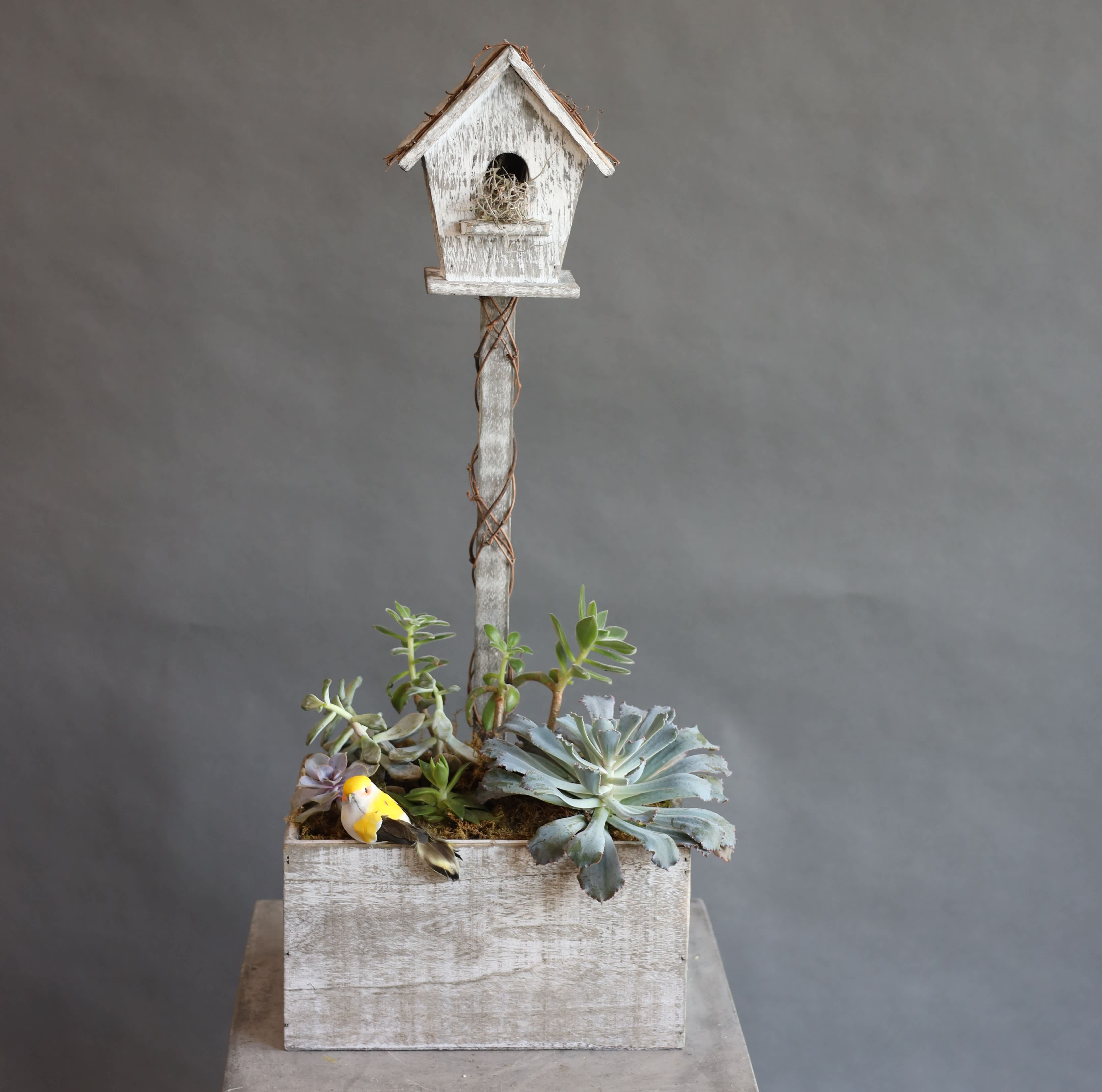 Bird House Garden - Sympathy Bird House Garden - Sympathy - A sweet garden succulent with a bird nest and a bird coming home. A thoughtful sympathy arrangement to someone whose loved one has been called home.