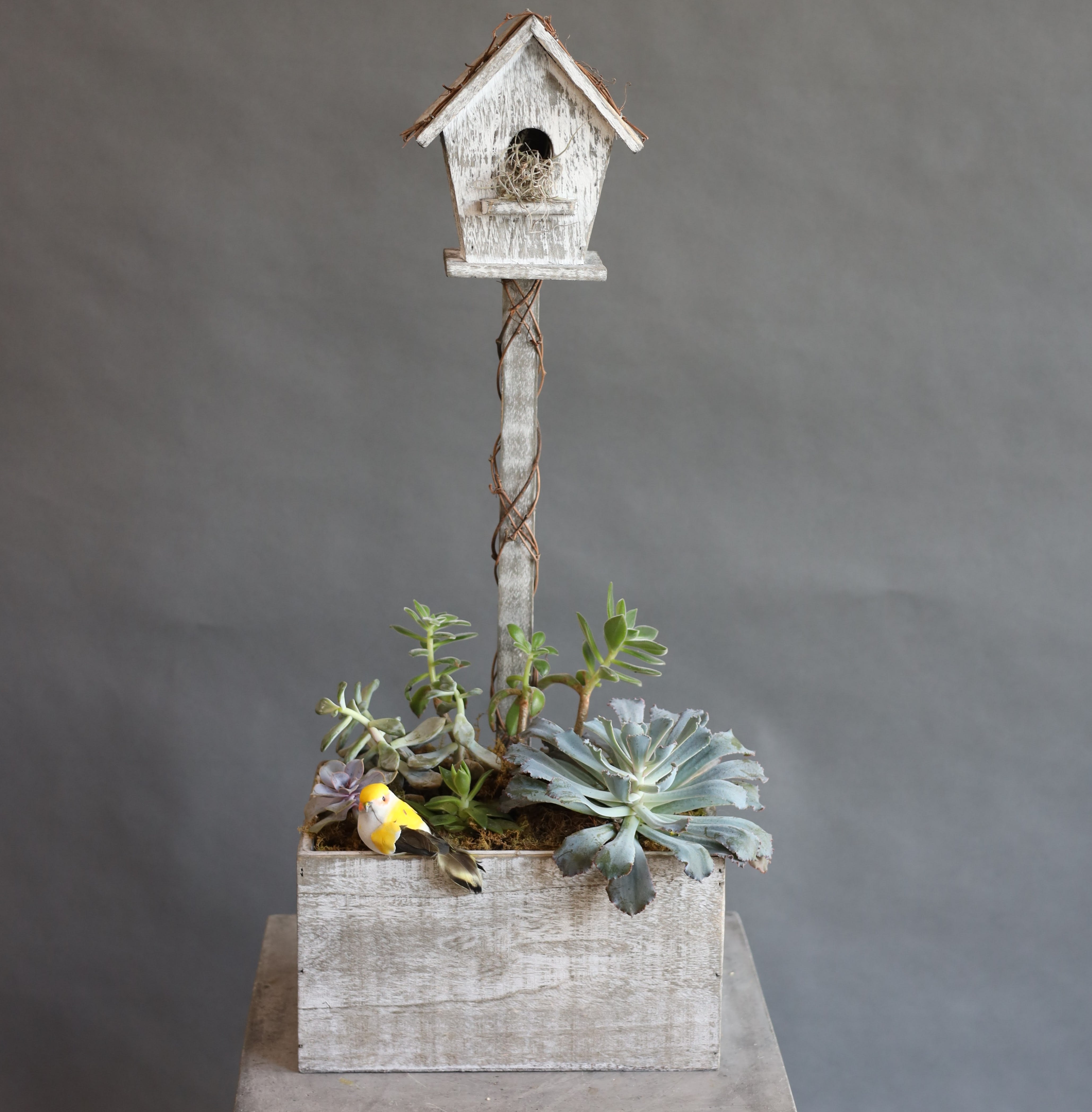 Bird House Garden Bird House Garden - A succulent garden variety at the base of a bird house to make a home sweet home. The bird sits at the base admiring the succulents as it makes it's way back to it's nest.