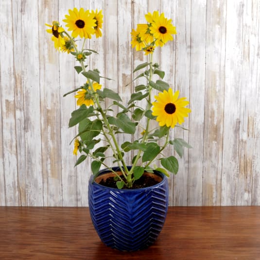 Sunflower Planter - Large Sunflower Planter - Large - Sunfinity Sunflower that will keep on blooming in full sun. Potted in a keepsake ceramic blue pot. 12 in pot size