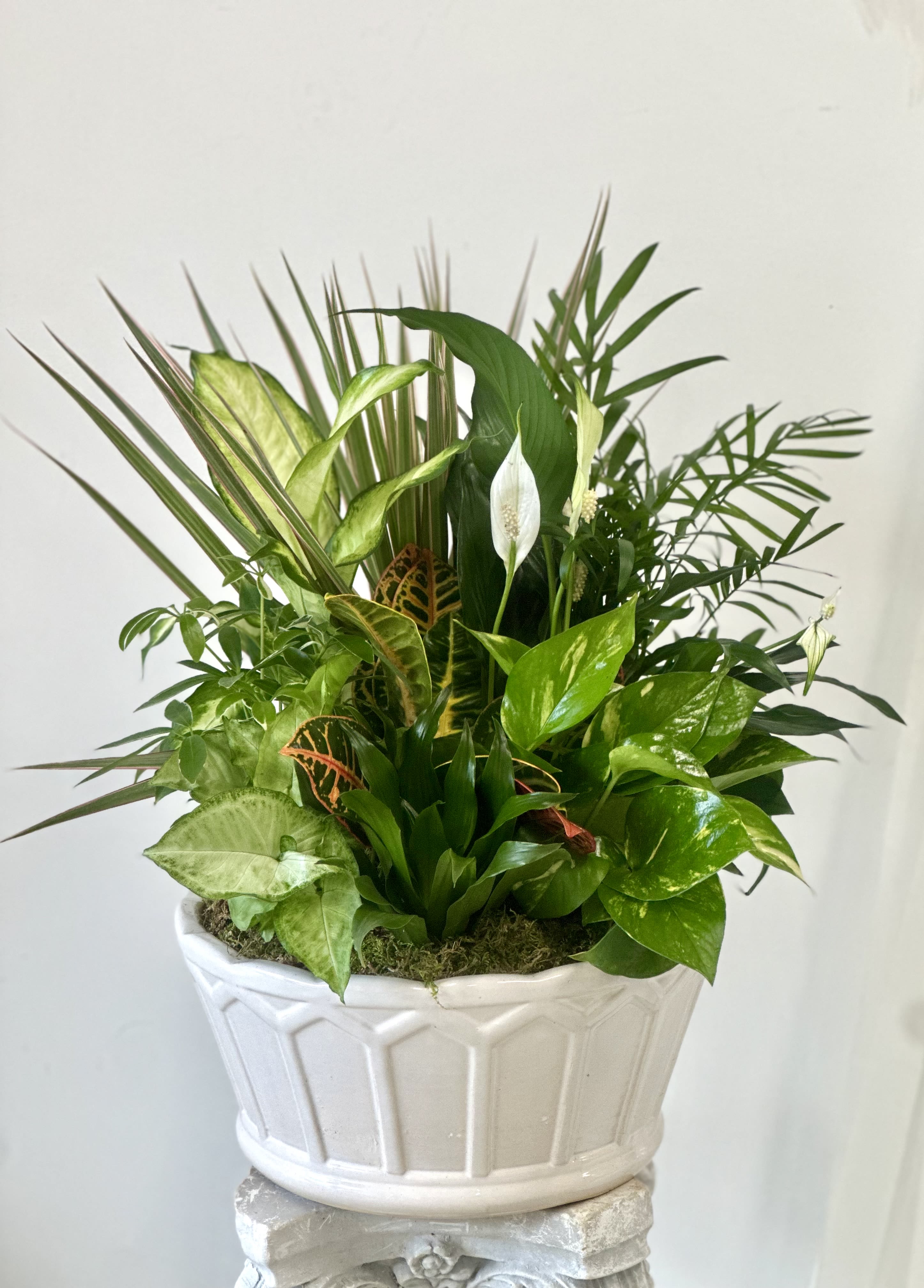Dish Garden 12" by Westford Florist Dish Garden 12" by Westford Florist - Elevate the ambiance of your home or office with our magnificent Dish Garden in a 12-inch ceramic pot. Crafted by Westford Florist, this stunning arrangement features a variety of vibrant green plants carefully arranged to create a harmonious and sophisticated look. With its elegant design and timeless beauty, this Dish Garden is sure to enhance any living space and bring a touch of nature indoors. Whether placed on a coffee table, desk, or shelf, this exquisite piece will add an air of elegance and charm to any room. Please note that container colors and plant selection may vary slightly but rest assured that each Dish Garden is curated with care and attention to detail. Experience the beauty of nature in your home with our luxurious Dish Garden from Westford Florist.