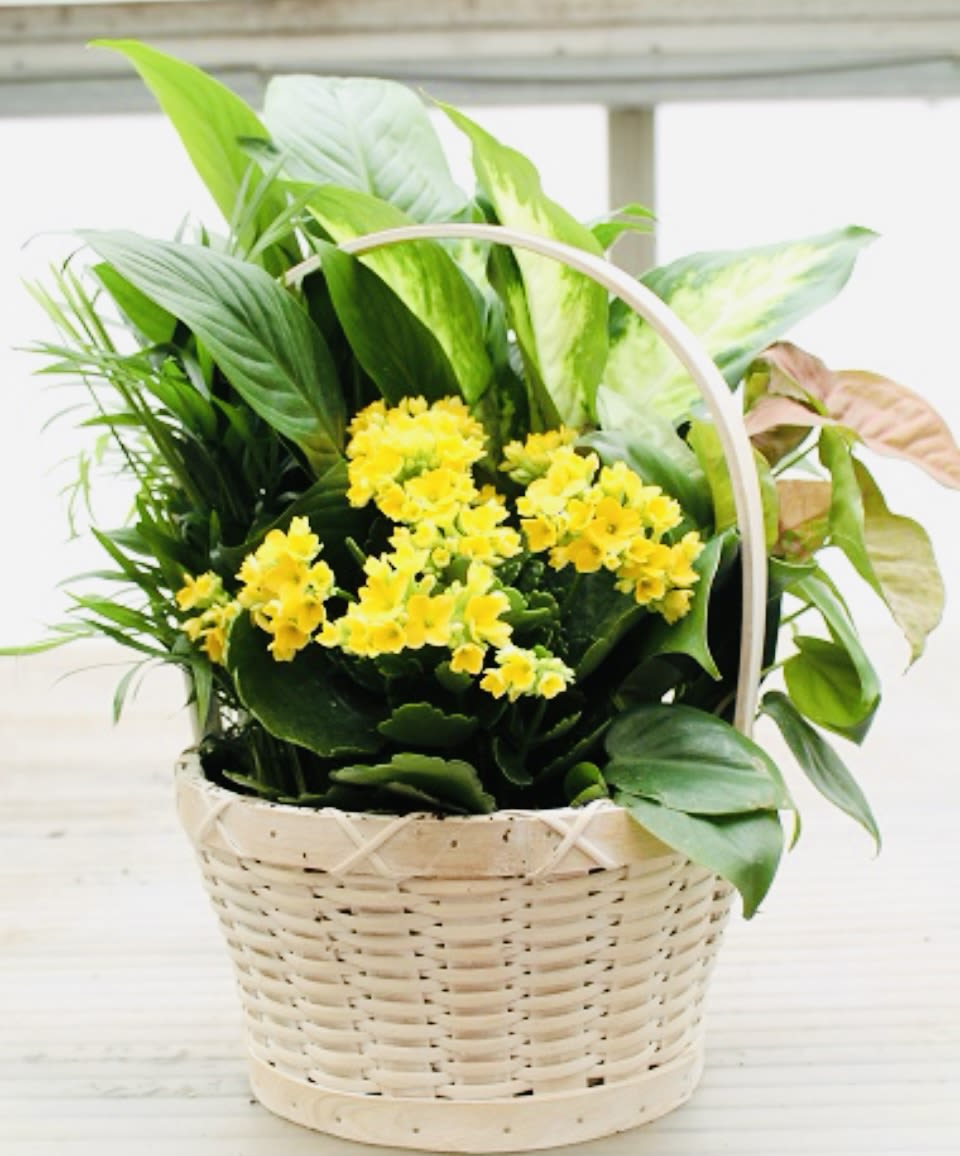 Mixed Plants in a Basket - Send a little garden to somebody. A mix of flowering plants and greenery make an excellent gift for any occasion. 9” Basket.