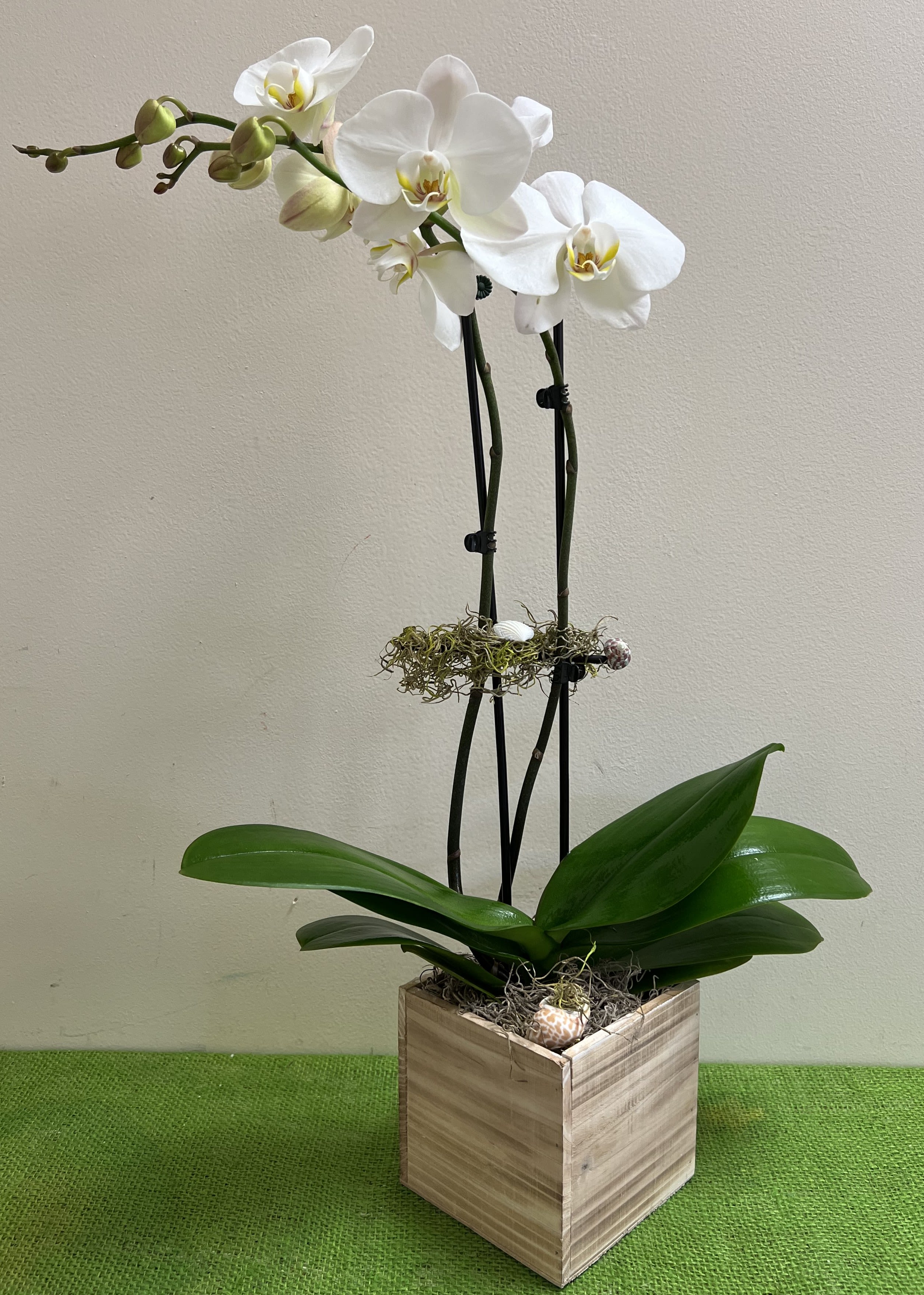 Double stem Orchid Double stem Orchid - gorgeous double stem orchid plant. ORCHID PLANTS WILL VARY! WE WILL USE FRESH ORCHID ON AVAILABILITY