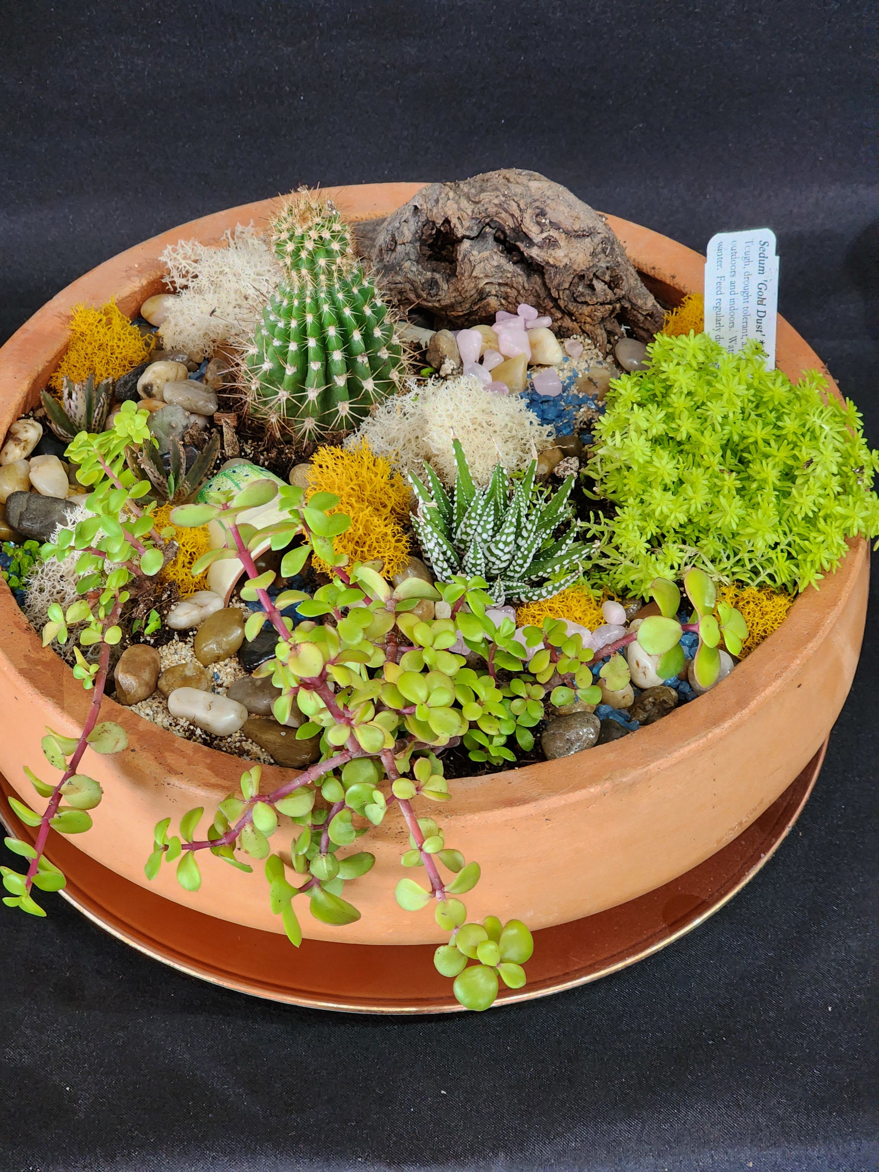 Desert Bowl - **One Week Notice** Assortment of succulents, cacti, desert flora surrounded by pebbles depicting a landscaped garden. Bring your own container and ideas for pricing. 