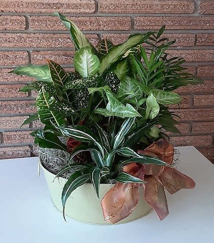 8" Dish Garden 8" Dish Garden - Dish Gardens Bring a touch of nature into your home or office with our charming Dish Gardens. Each garden is thoughtfully arranged in a stylish dish—either plastic or ceramic, depending on availability—and filled with 4-6 lush green plants. These unique arrangements are hand-crafted just an hour away, making them a semi-local treasure that adds natural beauty to any space. Perfect as a gift or to brighten up your own home, our Dish Gardens are designed to bring a refreshing and calming vibe wherever they go. The combination will make a lovely presentation and it is appropriate for any occasion! *Image is only a representation of the style, not what you will actually receive.