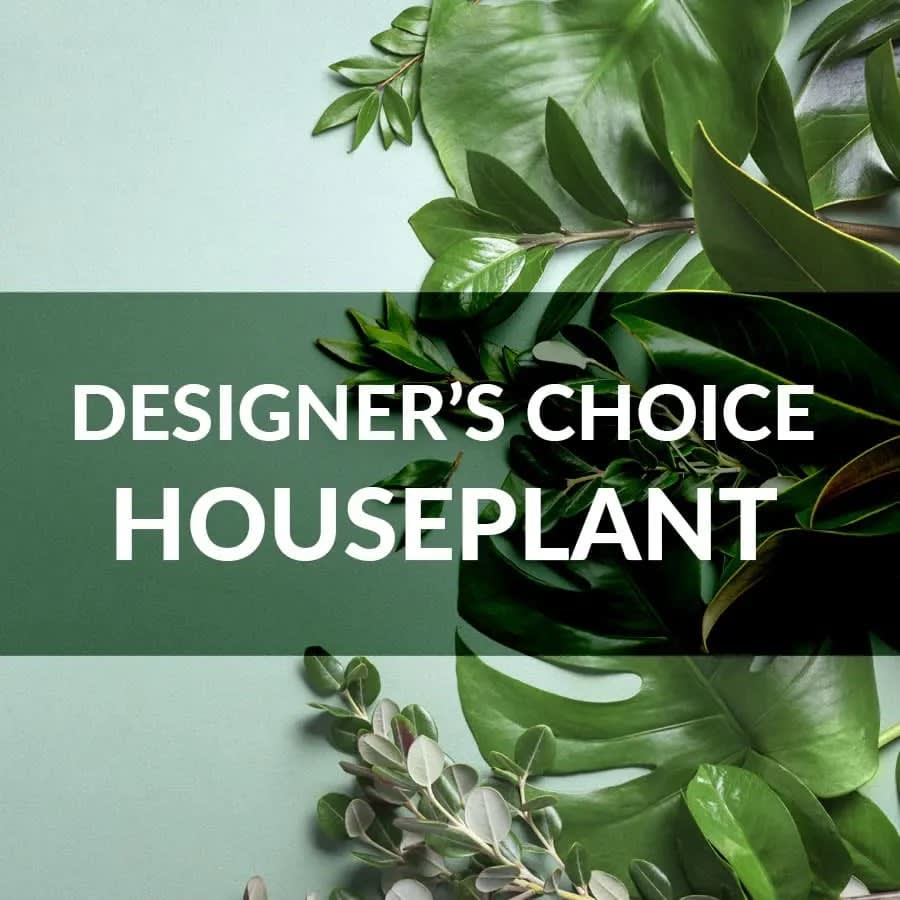 Designers Choice Green Plant Designers Choice Green Plant - A healthy house plant delivered in a nice flower pot or pot cover basket, tastefully displayed with a bow. Pot sizes vary, Standard is in a 6 inch pot, Deluxe is in a 8 inch pot and Premium is in a 10 inch pot.