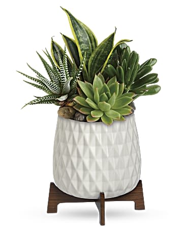 Modern Mood Succulent Garden Modern Mood Succulent Garden - Happiness is sure to grow when this unique gift is delivered, featuring four low-maintenance plants in a mid-century ceramic planter with wooden base.