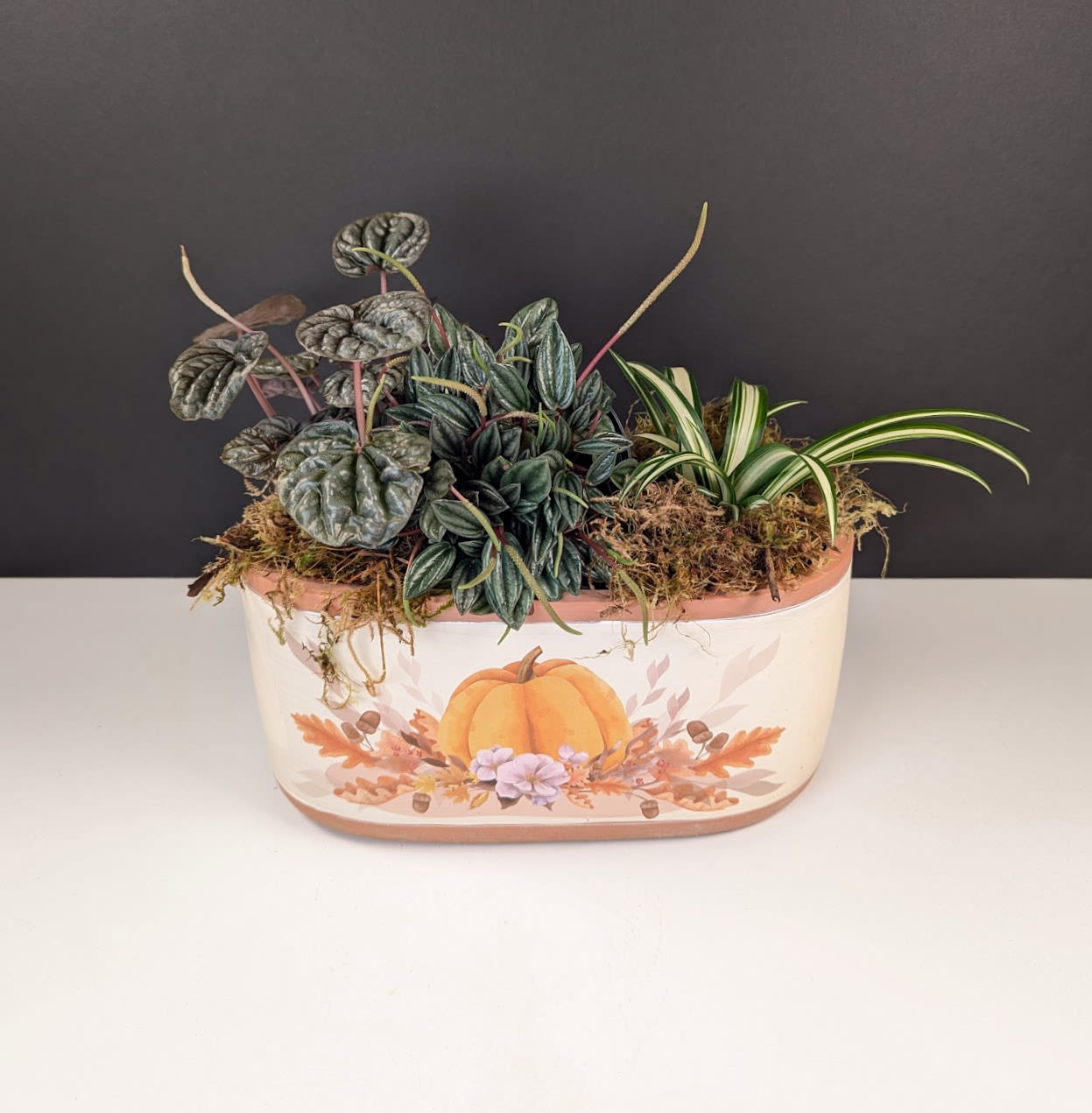 Pumpkin Patch Dish Garden - Delight in the Season with Our Pumpkin Patch Dish Garden  Celebrate the beauty of autumn with this festive dish garden displayed in a charming pumpkin-themed planter. Our garden features:  -A stylish pumpkin container 9.5'' -A lush mix of three 4&quot; green plants -Seasonal accents for a cozy fall touch  Bring a little harvest charm to your home or surprise someone special with this lasting seasonal piece. Perfect for adding warmth to any space or gifting for autumn celebrations.