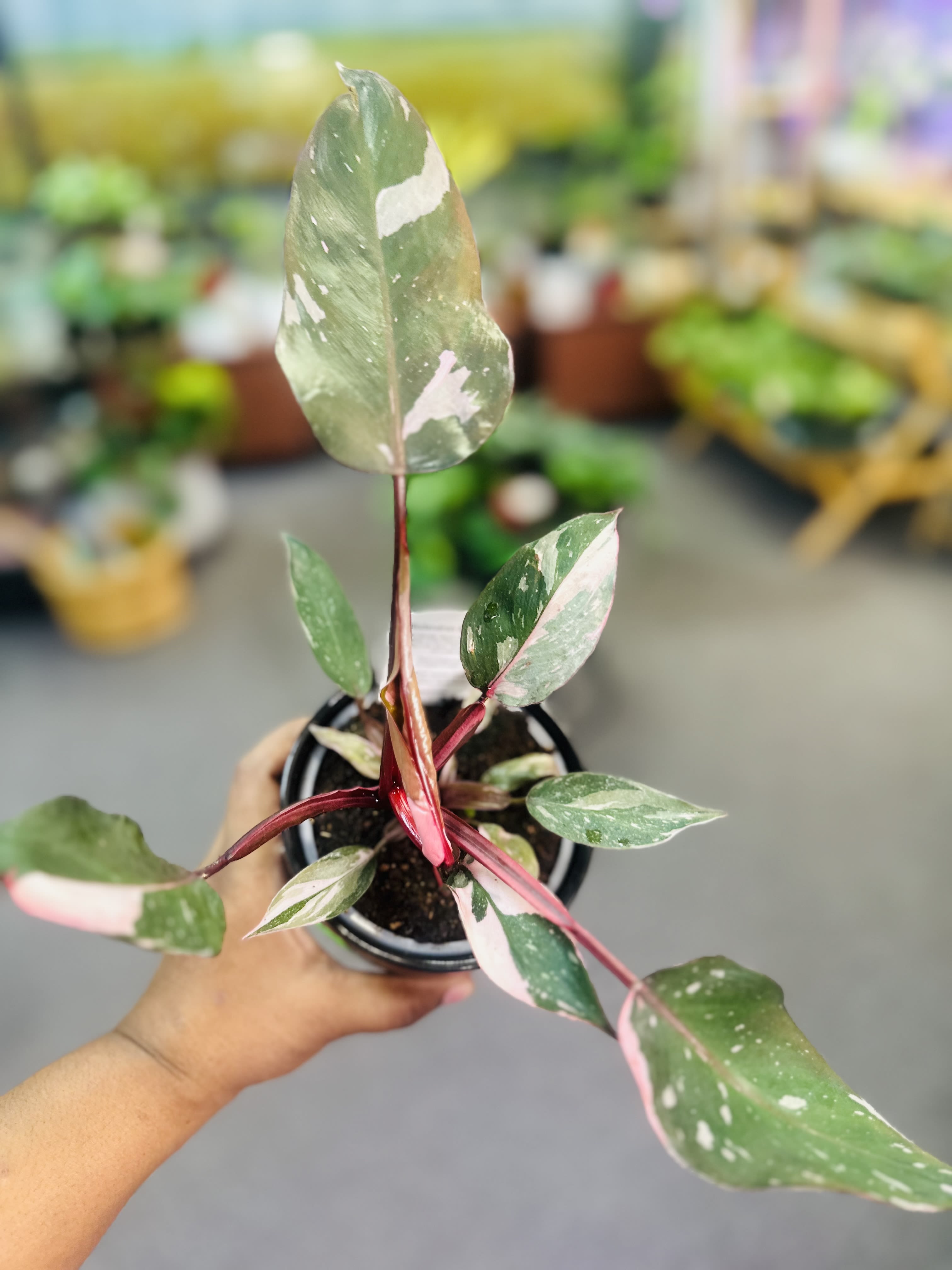 Philodendron Pink Princess (4”) - The philodendron Plowmanii is very  rare and easy to care.  The philodendron must receive bright and indirect light.  Water when the soil feel dried out. Pet riendly : No.   