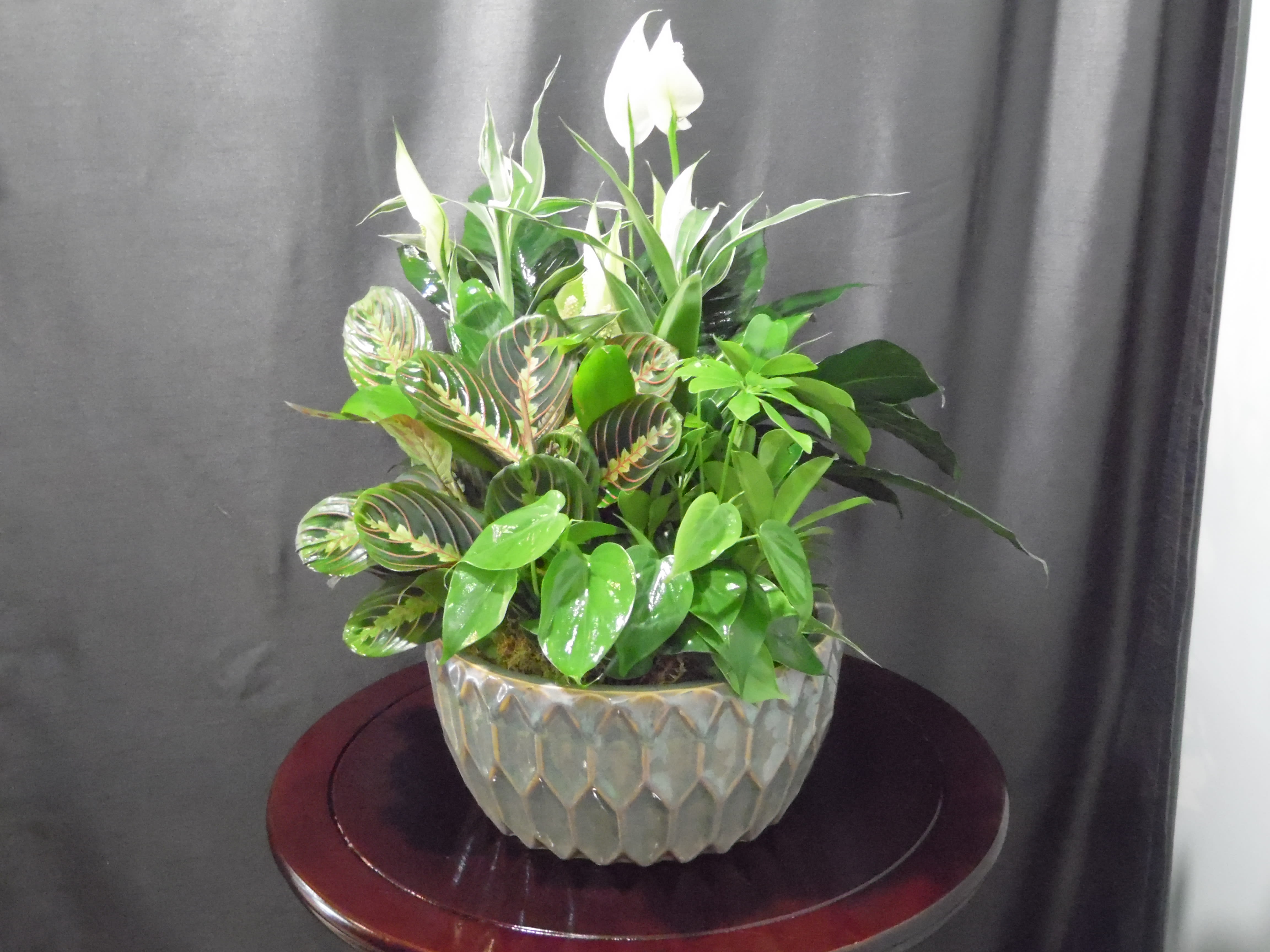 Large Dishgarden - Large Ceramic pot of mixed greenery. Container colors will vary. 