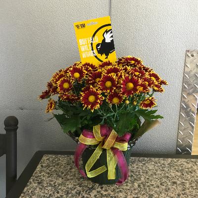ASU Daisy Plant &amp; BWW - As shown w/ $15 Buffalo Wild Wings gift card included