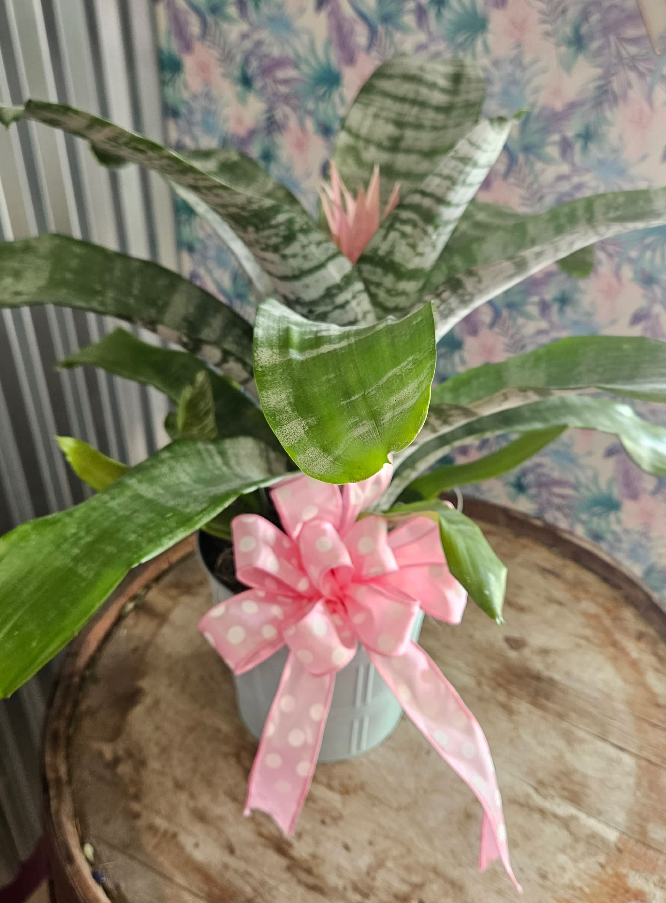 Silver Vase Bromeliad Silver Vase Bromeliad - Silver Vase Bromeliad is a unique plant that has a pink blossom.