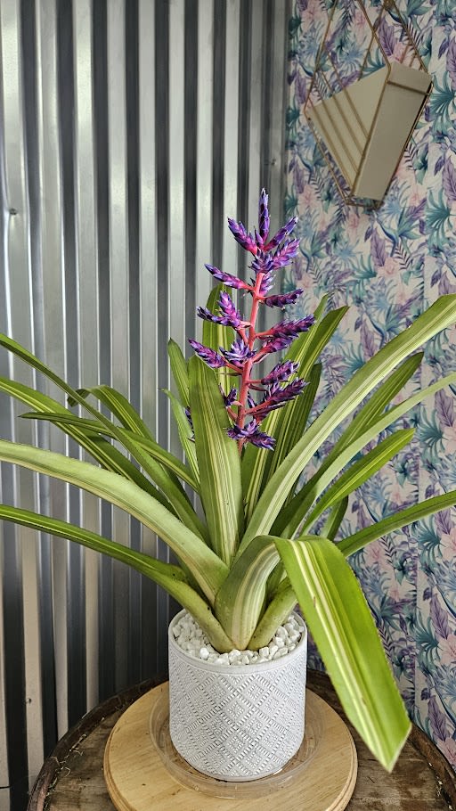 Blue Rain Bromeliad Plant –Rare Exotic Tropical Indoor Flowering Houseplant Blue Rain Bromeliad Plant –Rare Exotic Tropical Indoor Flowering Houseplant - The ultimate tropical statement plant that thrives indoor. Add a bold splash of color to your space with the Aechmea “Blue Rain” Bromeliad, a tropical showstopper known for its vibrant flower spike of purple-blue blooms contrasted by a bright red stem. Its wide, arching green leaves create a lush rosette that makes a striking display even when it’s not in bloom. This exotic beauty is surprisingly easy to care for, making it perfect for both seasoned plant lovers and beginners. The flower can last for several weeks, bringing continuous joy and a tropical vibe to your home, office, or gift arrangement.