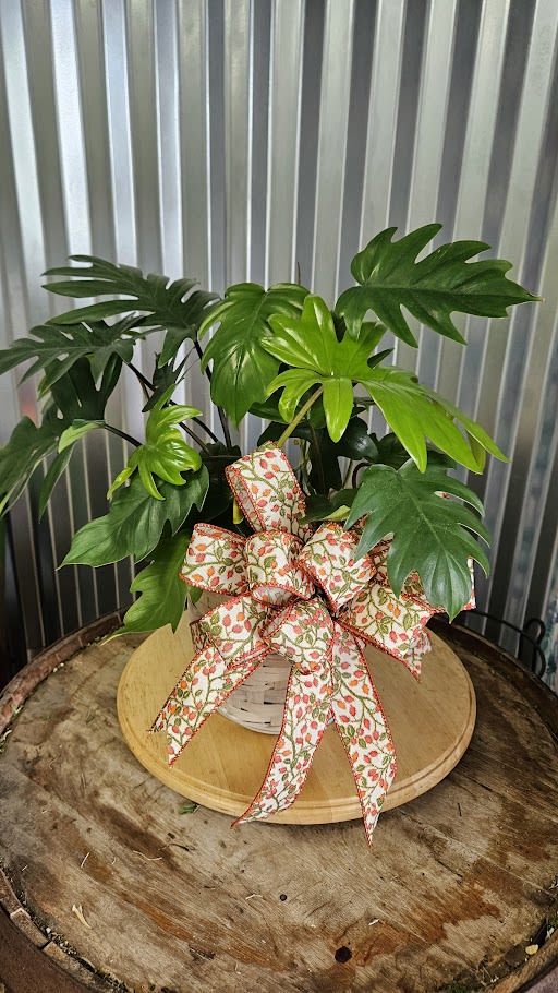 Hope Philodendron Selloum Hope Philodendron Selloum - Bring a touch of the tropics indoors with the Philodendron “Hope” (Selloum), a lush and vibrant plant known for its dramatic, deeply lobed green leaves. This versatile houseplant makes an eye-catching centerpiece for any room and is also valued for its air-purifying benefits. Perfect for both seasoned plant lovers and first-time plant parents, the Philodendron “Hope” thrives in bright, indirect light but also tolerates lower light conditions. It’s beautifully presented in a decorative basket and accented with a festive ribbon bow, making it an excellent choice for gifting on special occasions or as a cheerful addition to your own home.