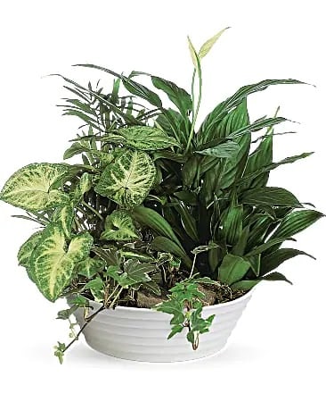 Medium Dish Garden Medium Dish Garden - This low bowl filled with living plants will also carry comfort and compassion for many months to come. Perfect to send to the home or service. Planter may be filled with dracaena, ivy, palm, spathiphyllum and syngonium plants