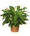 Peace Lily Peace Lily - The Peace Lily is a popular choice in house plants, thriving in most home and office settings with very little plant care required! It is also one of the few flowering plants that blooms reliably indoors and is oftentimes seen displayed in decorative plant containers and plant stands.
