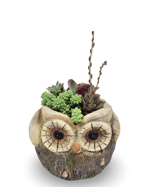 Owl Succulent Planter Owl Succulent Planter - Bring a touch of whimsy to your space with this charming owl-shaped planter, filled with a colorful mix of easy-care succulents. Perfect for desks, shelves, or gifting, this woodland-inspired piece adds personality and greenery to any setting.