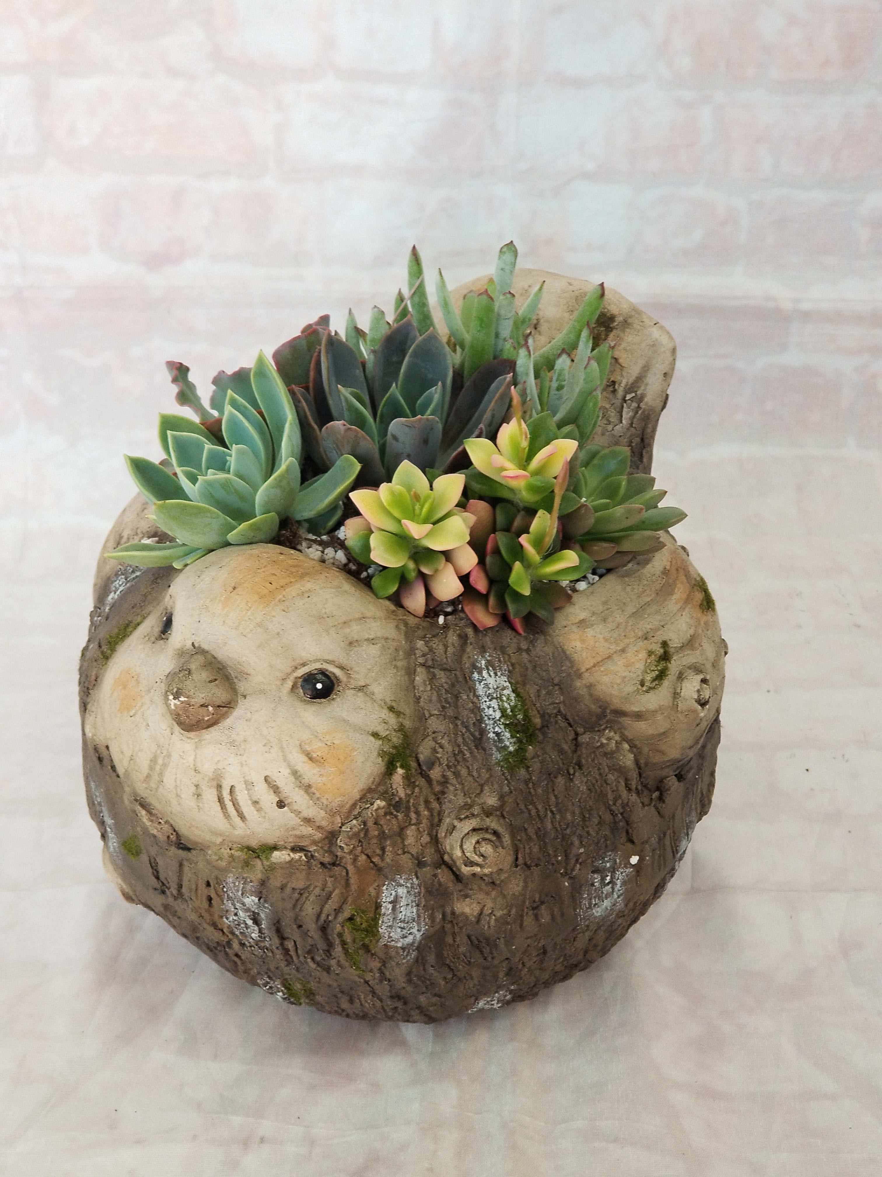 Round Bird Succulent Planter Round Bird Succulent Planter - Select this happy bird succulent planter with a variety of succulents! Approximately 8" x 10" x 9".