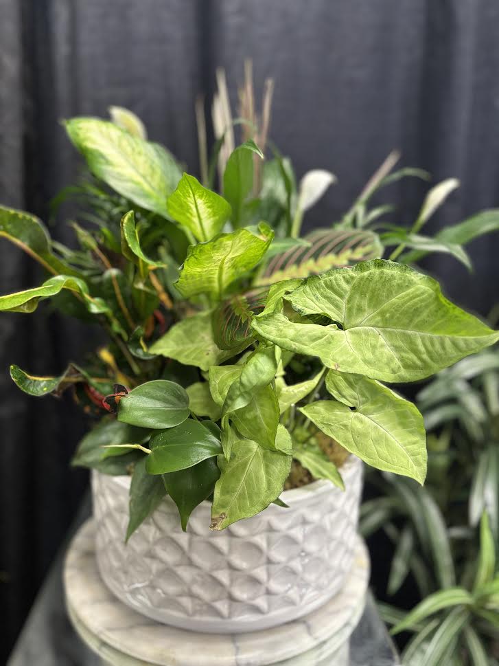 Ceramic Dish Garden - assorted 4 inch plants in a ceramic container