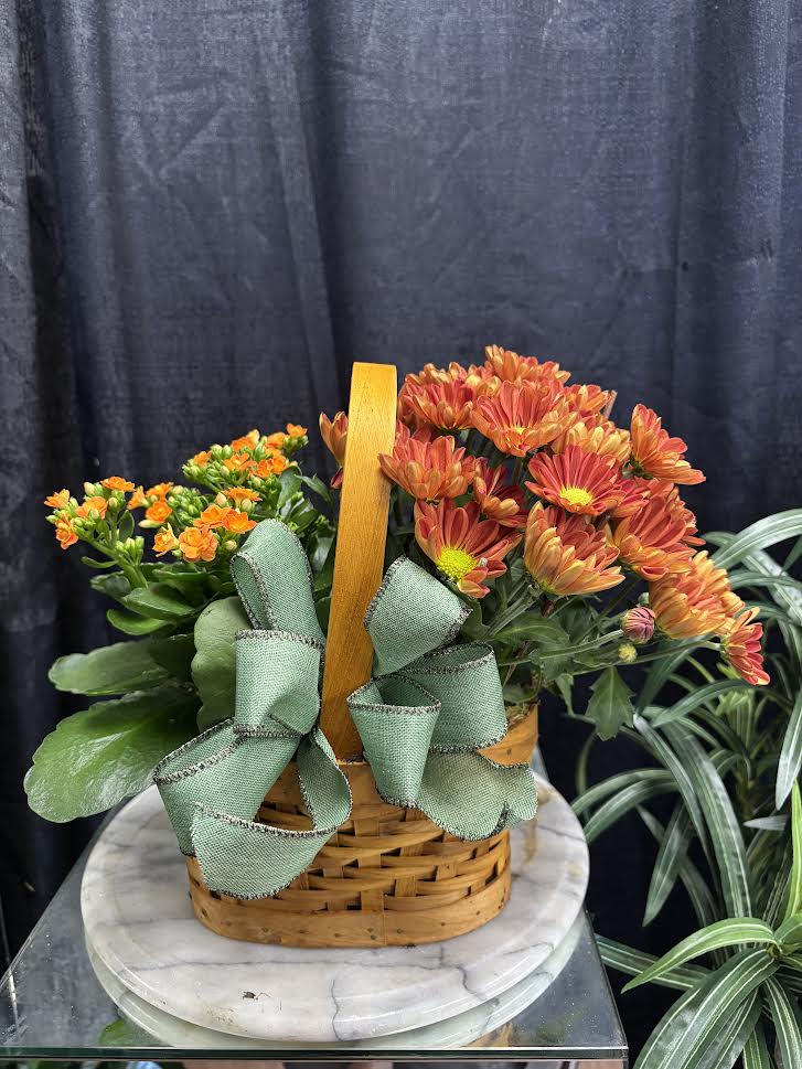 Blooming Bliss - Two blooming 4inch plants in a basket