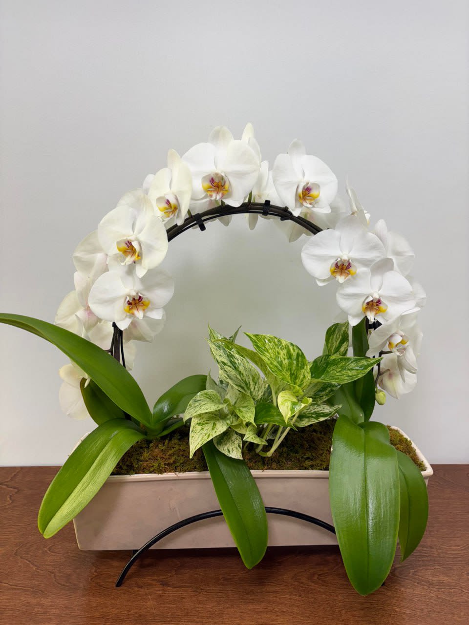Rainbow orchid Garden - Elegant and lush, this arrangement combines the timeless beauty of white phalaenopsis orchids with the freshness of vibrant green foliage. The orchids are trained into a graceful arch of pure white blooms.  Nestled in a modern pedestaled rectangular planter with natural moss and trailing greenery, this design creates a harmonious balance of sophistication and vitality. It would be available in pink and purple too.  Perfect for brightening up any home or office, or as a memorable gift, the Rainbow Orchid Garden radiates tranquility and refined style.