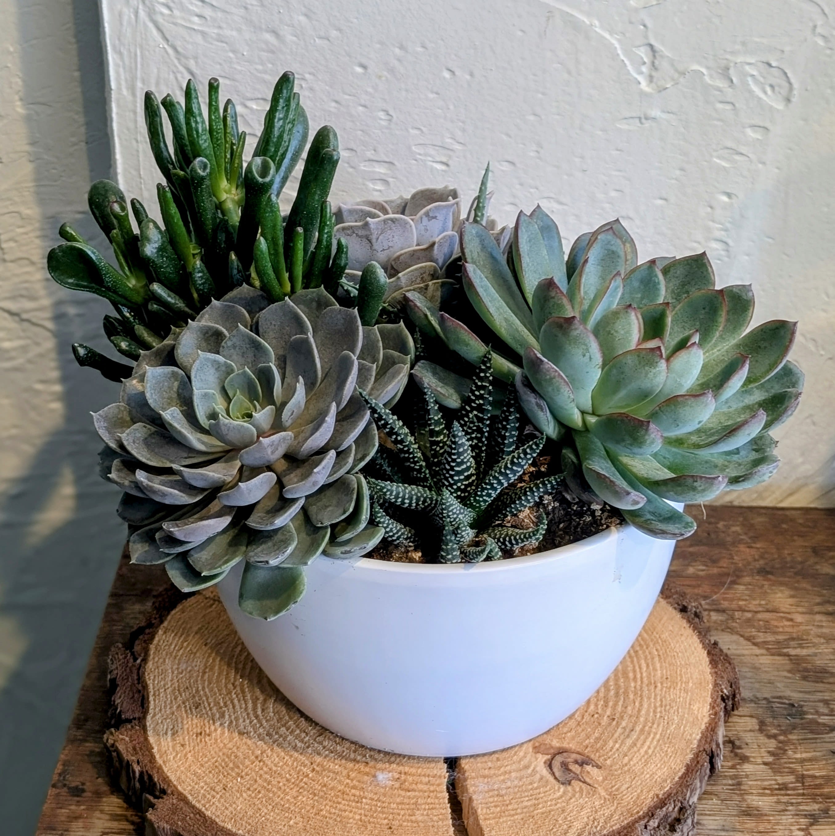 Succulent Garden - Bring a touch of nature into your home with our Succulent Garden. This delightful arrangement features a variety of vibrant succulents and a striking cactus centerpiece, all beautifully arranged in a ceramic pot. Perfect for adding low-maintenance greenery to your space, it’s ideal for desktops, windowsills, or as a thoughtful gift.