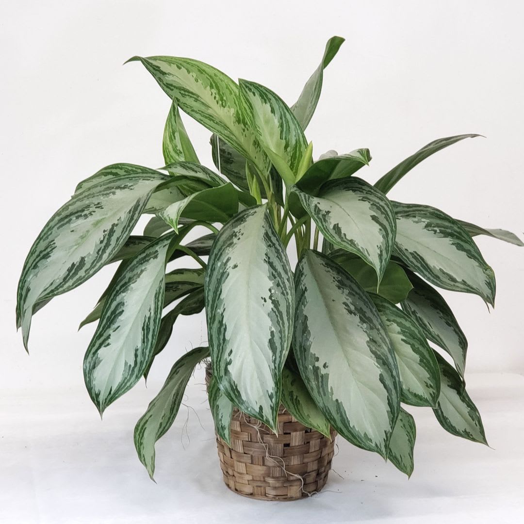 Silver Bay Aglaonema Silver Bay Aglaonema - This broad leaf variety is the perfect size for end table or floor display. Transplant to a larger planter for continued growth. Comes in a 6" basket with a hand tied bow. Approximate height is 28" to 34".