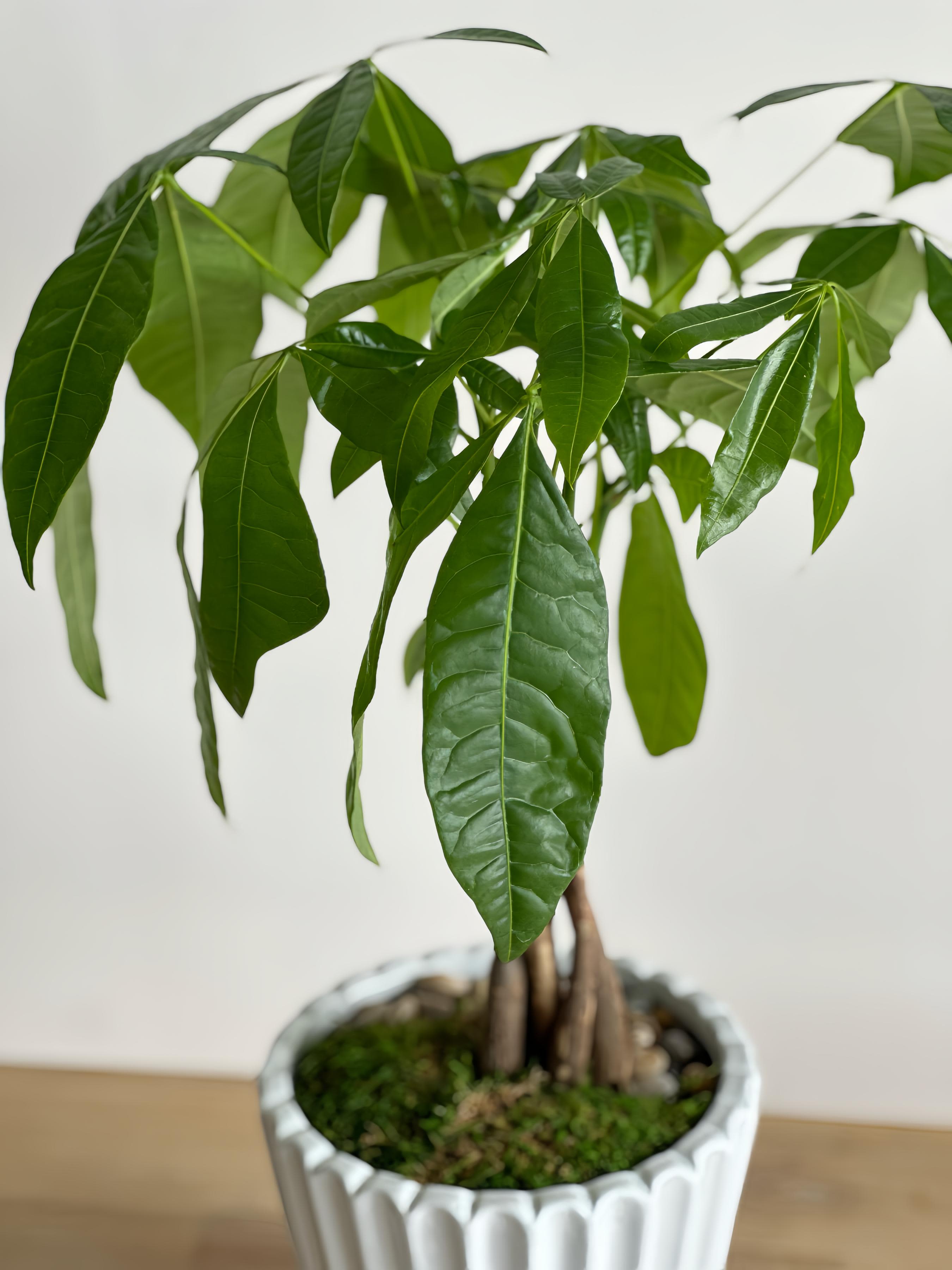 Medium Money Tree - A 19-inch medium plant set in a simple white ceramic pot. Its slim design makes it a great fit for tight spaces, adding a clean and green touch.