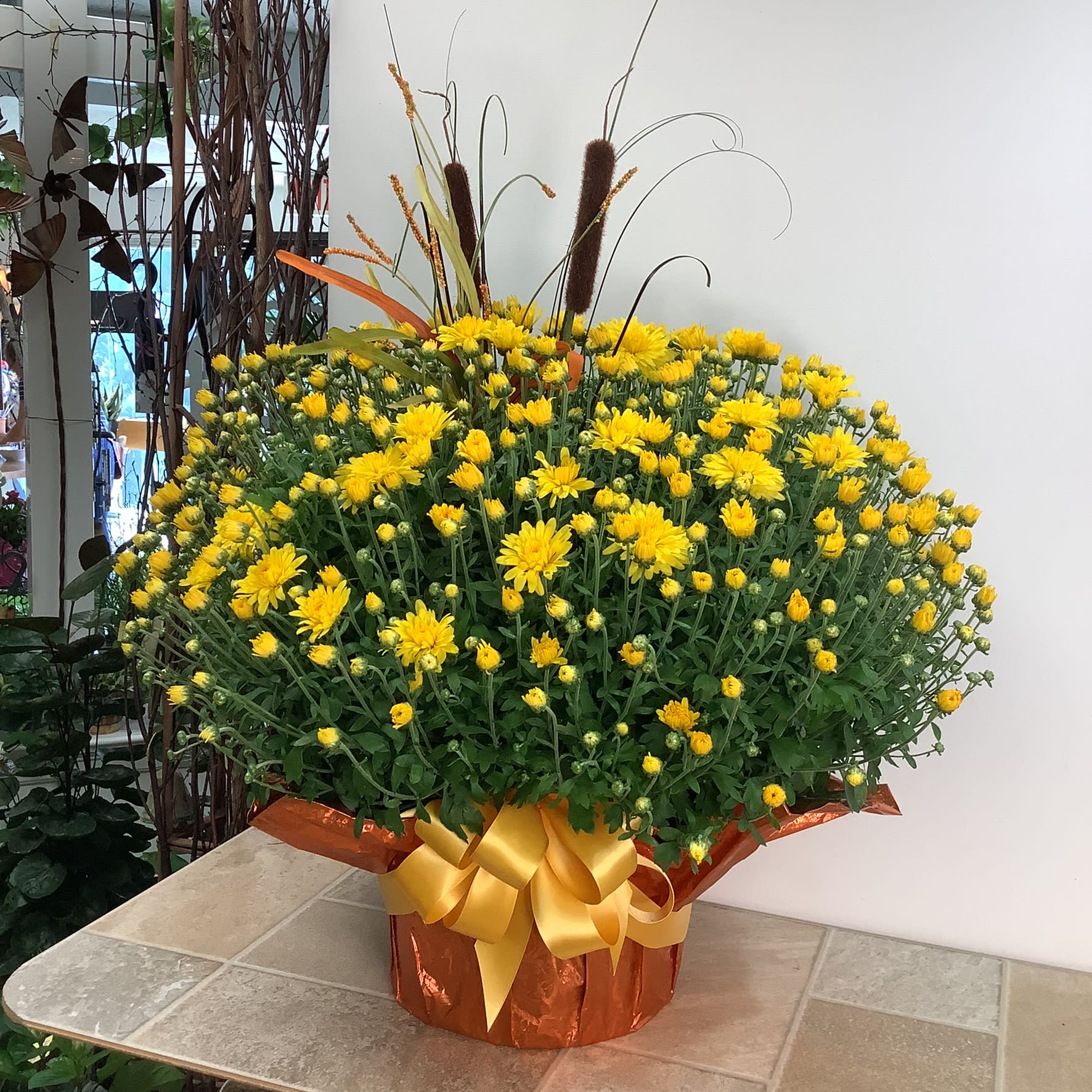 Decorated Yellow Outdoor Mum Plant - A beautiful locally grown large mum plant enhanced with foil, bow and a touch of fall. A lovely autumn gift. 