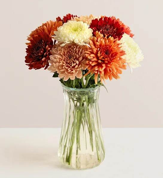 Fall Mum Bouquet - We’ve gathered fall’s quintessential flower into a delightful bouquet. Mums are known for their long-lasting beauty. Grown and picked at their peak on our farms with blooms in rich and soft tones of peach, cream and burgundy, this gift brings the season’s warmth and charm to the people you love.  Gathering of mums in peach, cream and burgundy; shades and varieties may vary Available in 10 or 20 stems