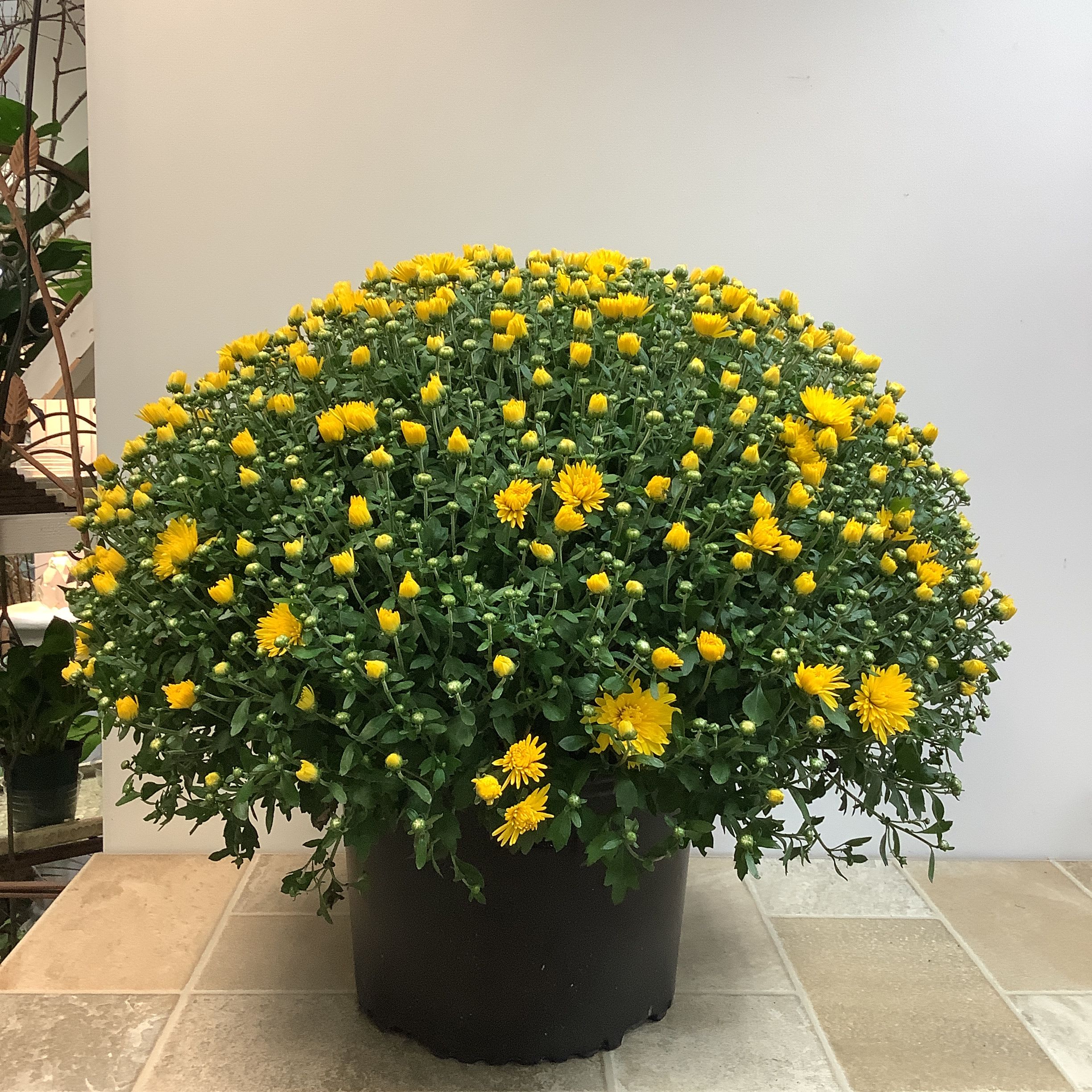 Yellow Garden Mum Plant - Brighten up your home or porch with this cheerful yellow chrysanthemum! Shaped into a full, rounded mound, this hardy mum bursts with vibrant yellow blooms and plenty of buds ready to open, ensuring weeks of color. It measures approximately 23” wide x 19” tall.